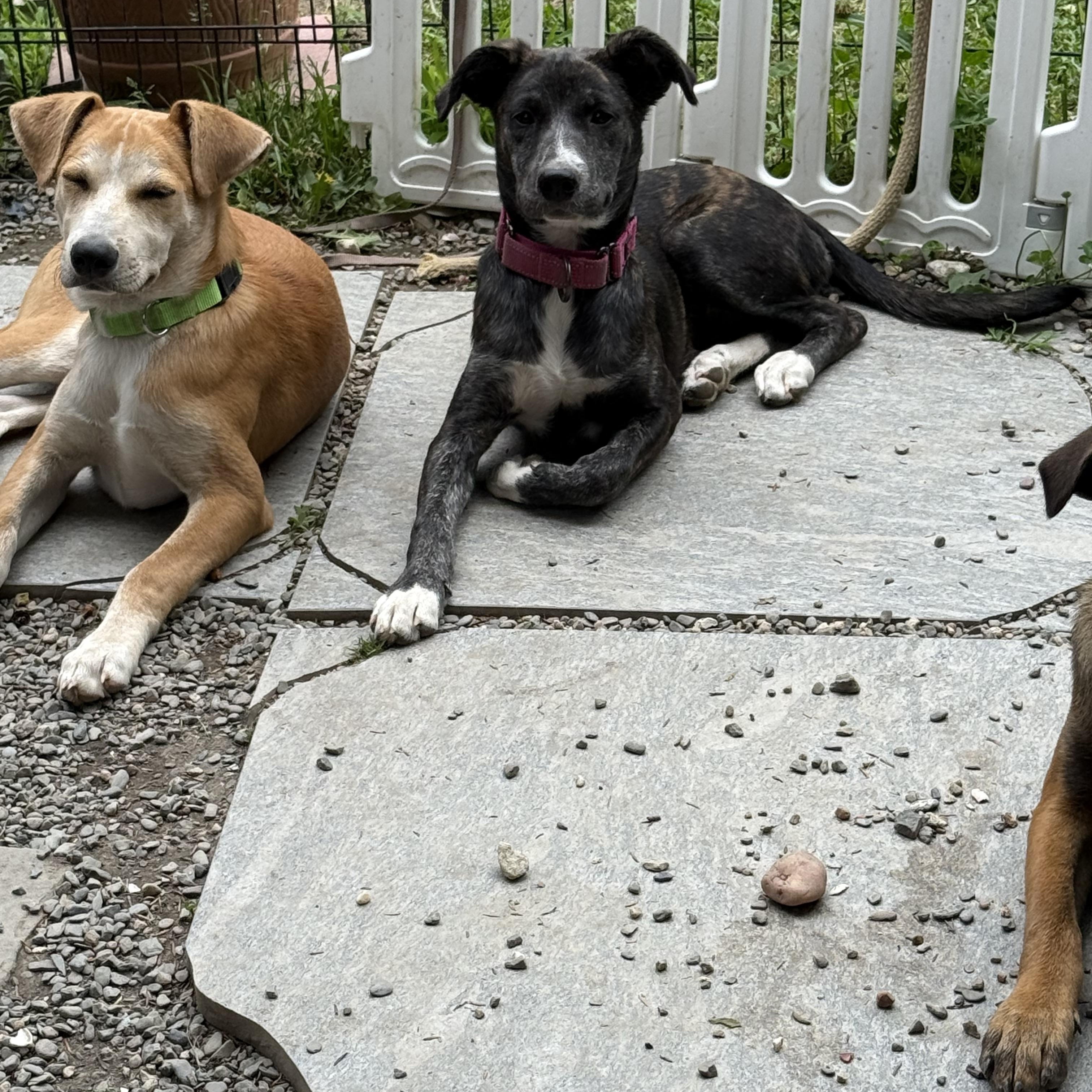 Olive, ADOPTABLE, Young Female Labrador Retriever.