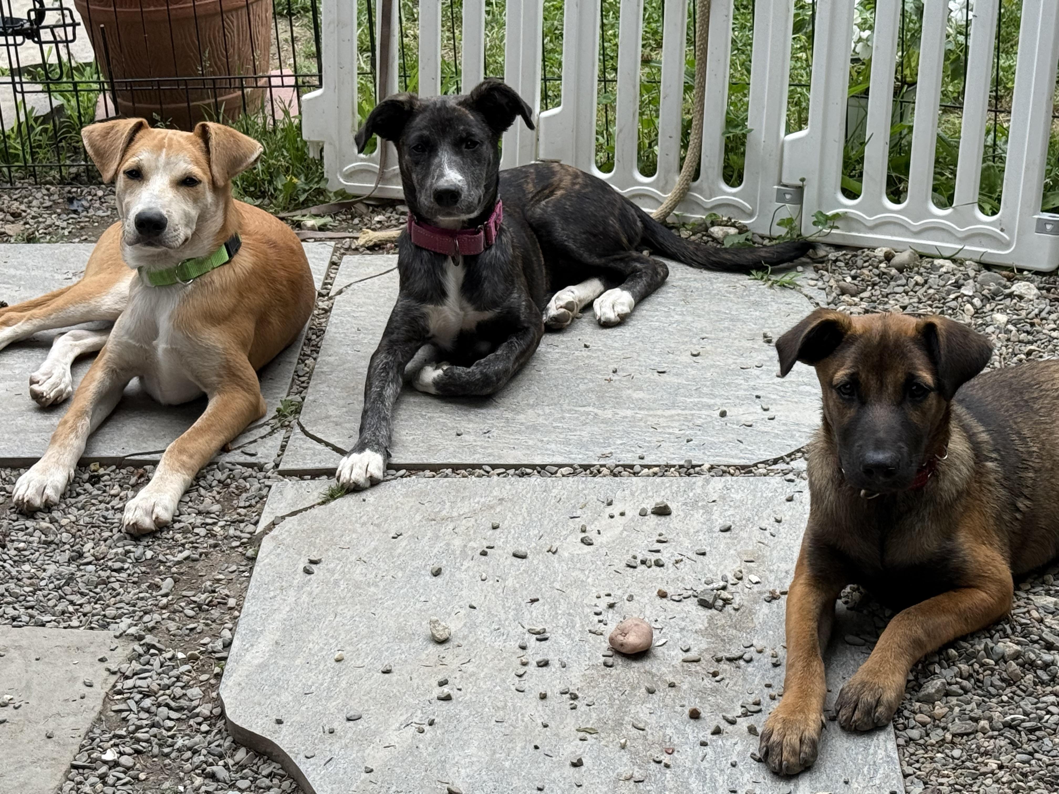Olive, a ADOPTABLE mixed breed in Sharon, CT image 2/5