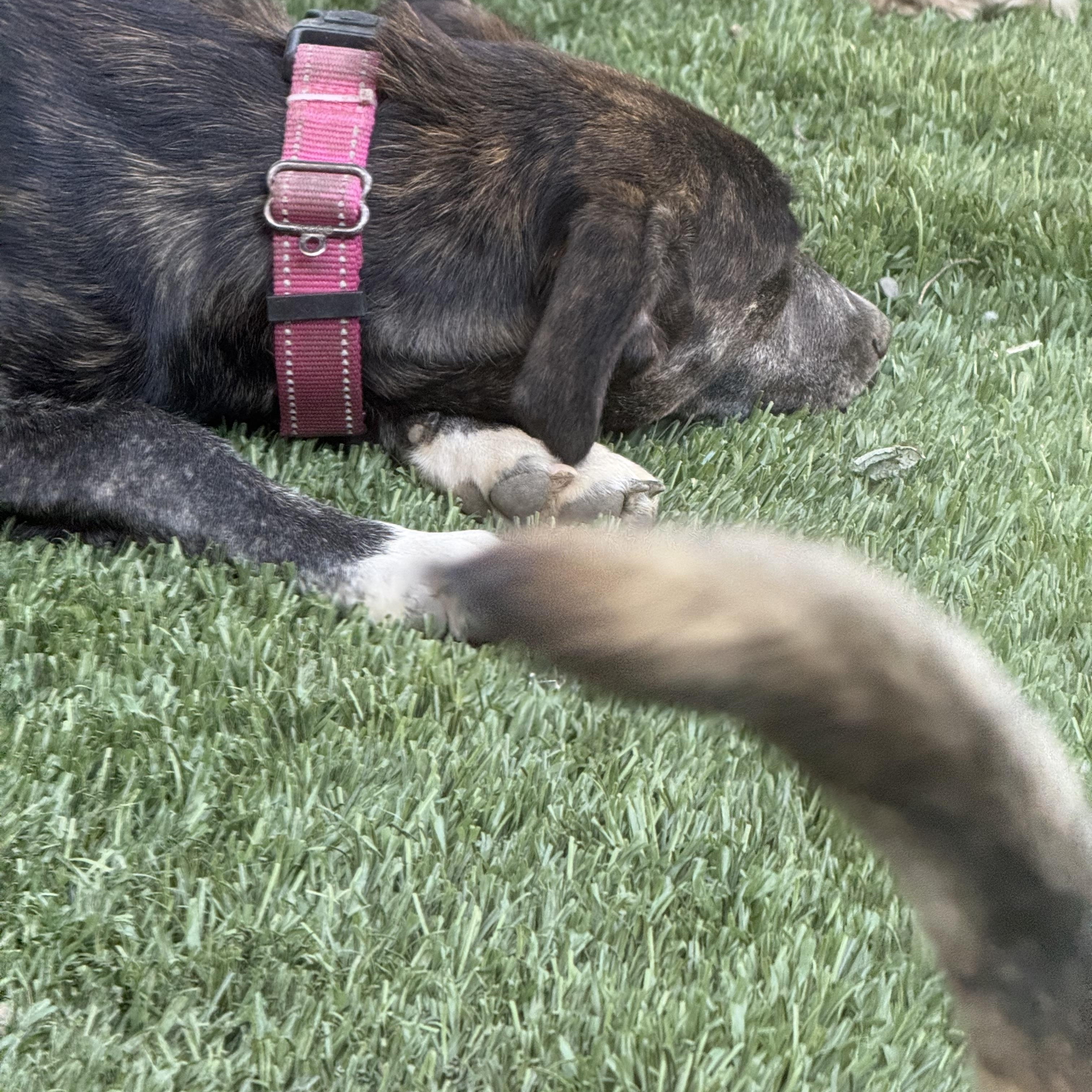 Olive, a ADOPTABLE mixed breed in Sharon, CT image 5/5