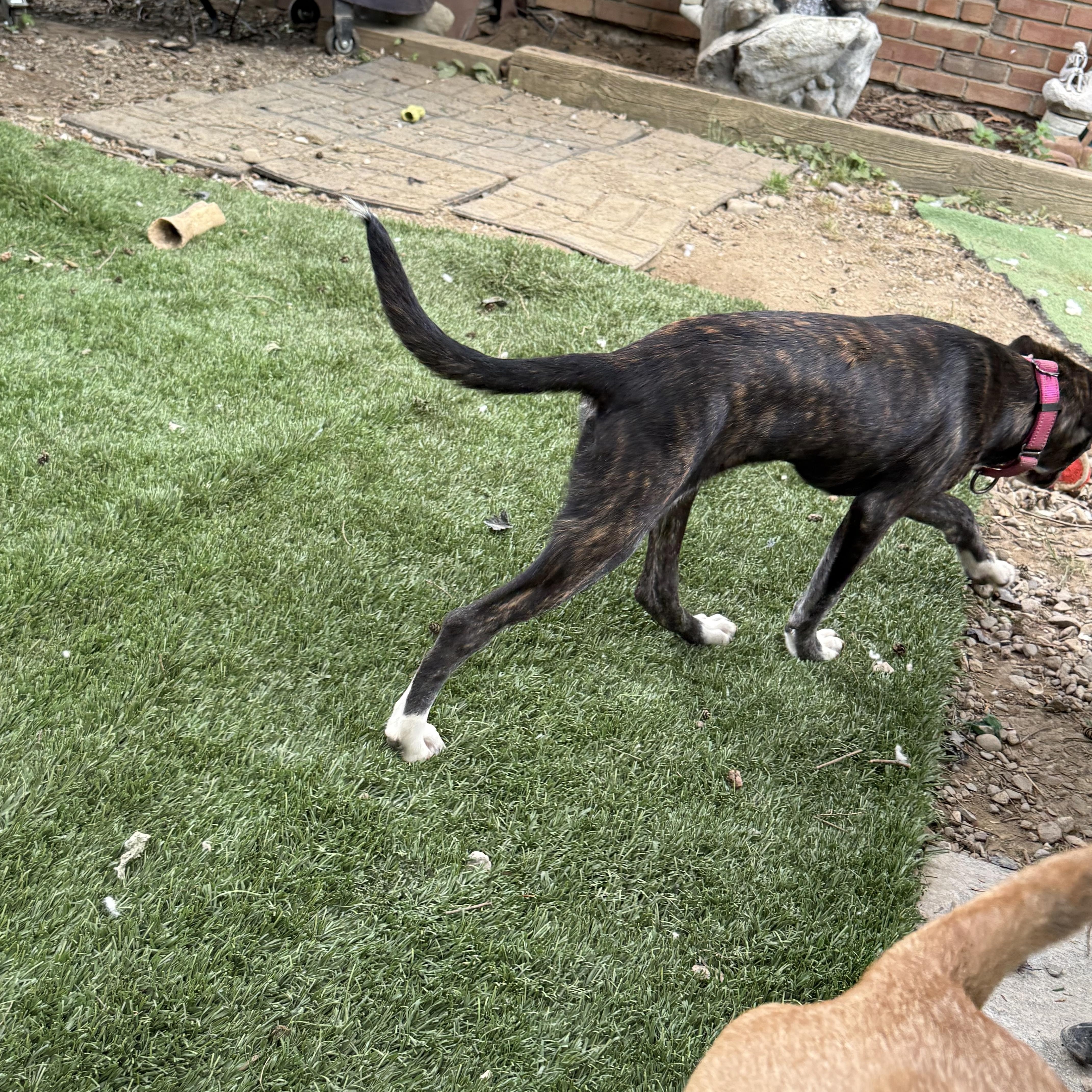 Olive, a ADOPTABLE mixed breed in Sharon, CT image 3/5