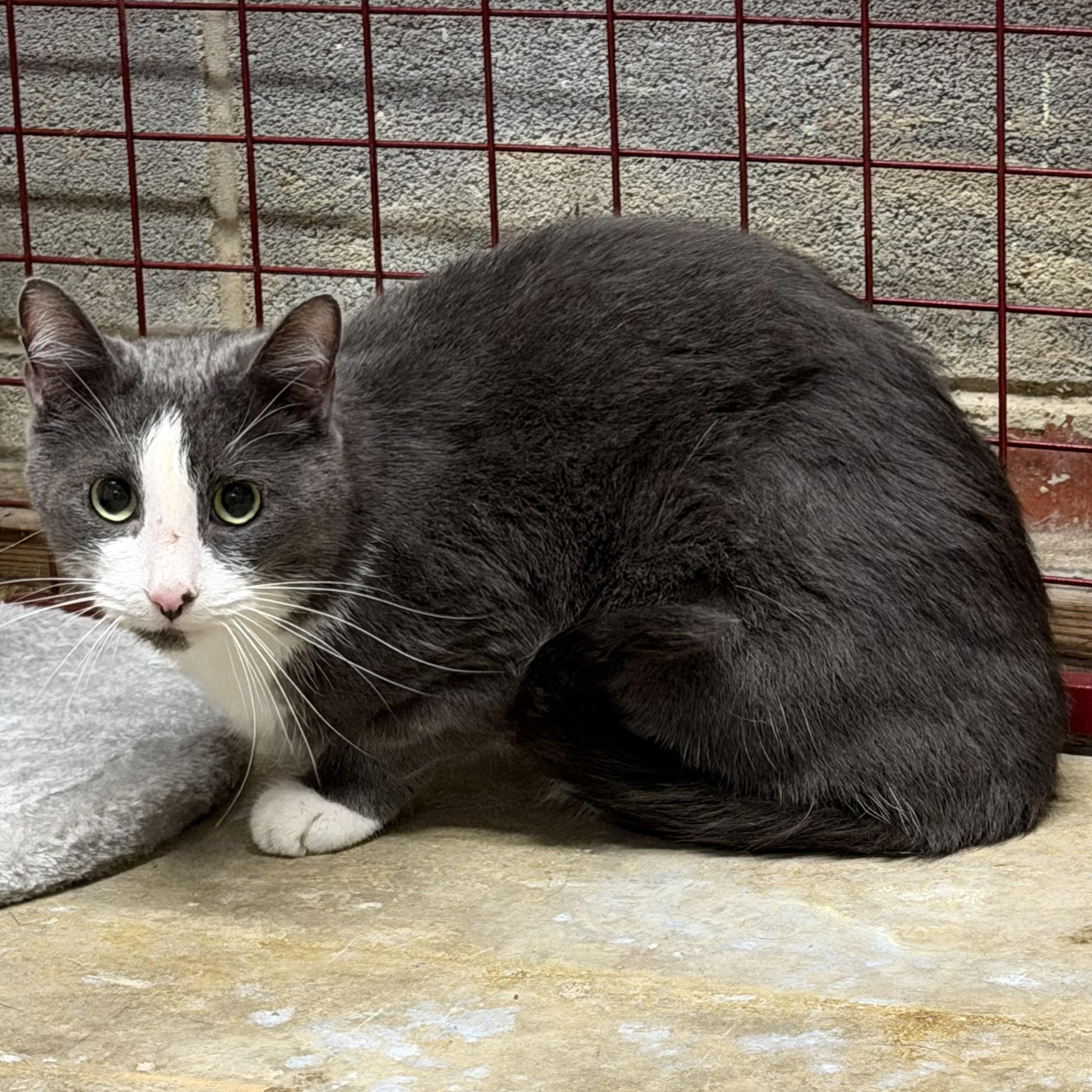 Icy, Adopted, Adult Male Tuxedo.