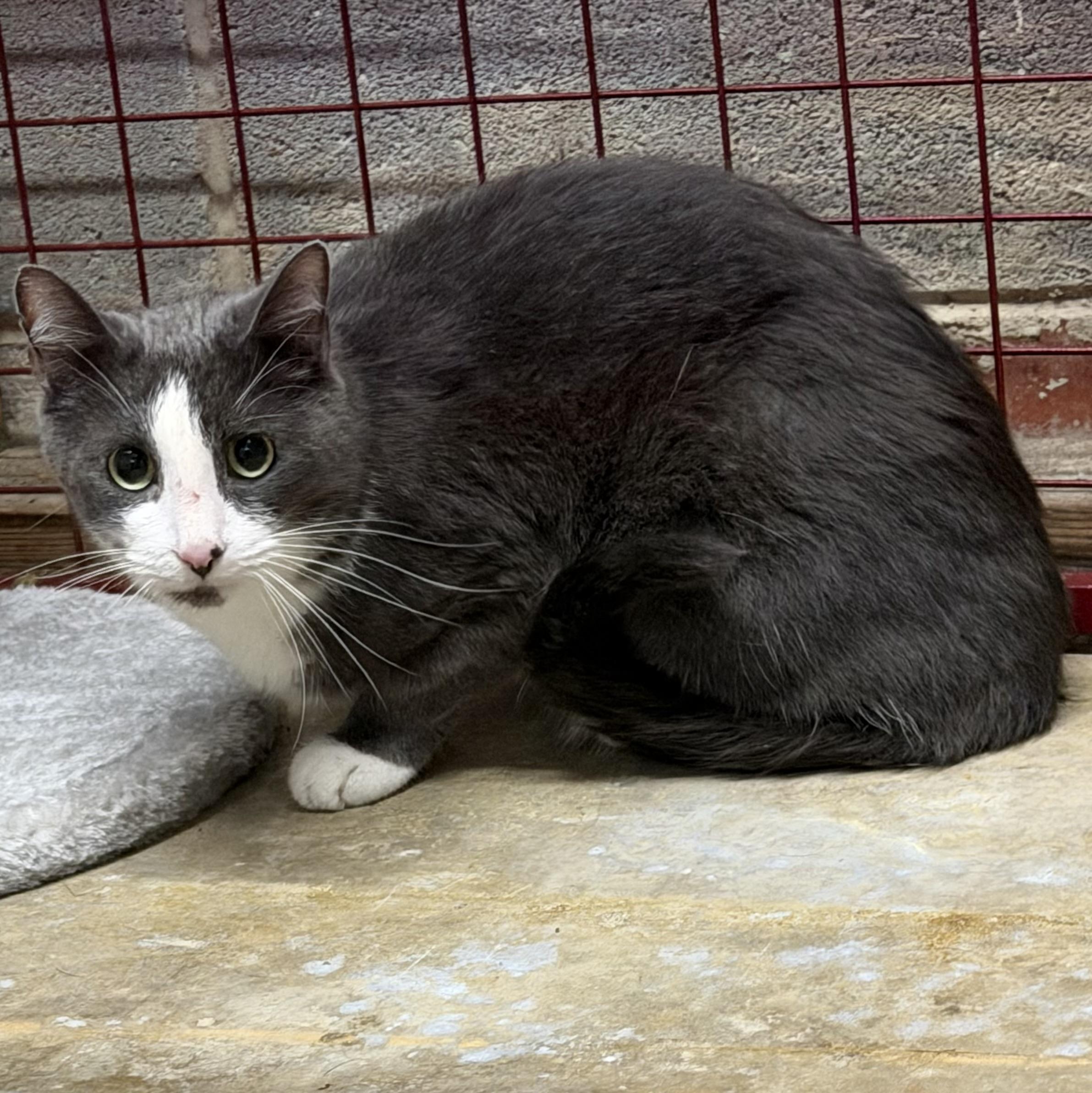 Enlarge Icy, a Adopted Tuxedo in Trenton, MO image 2/3