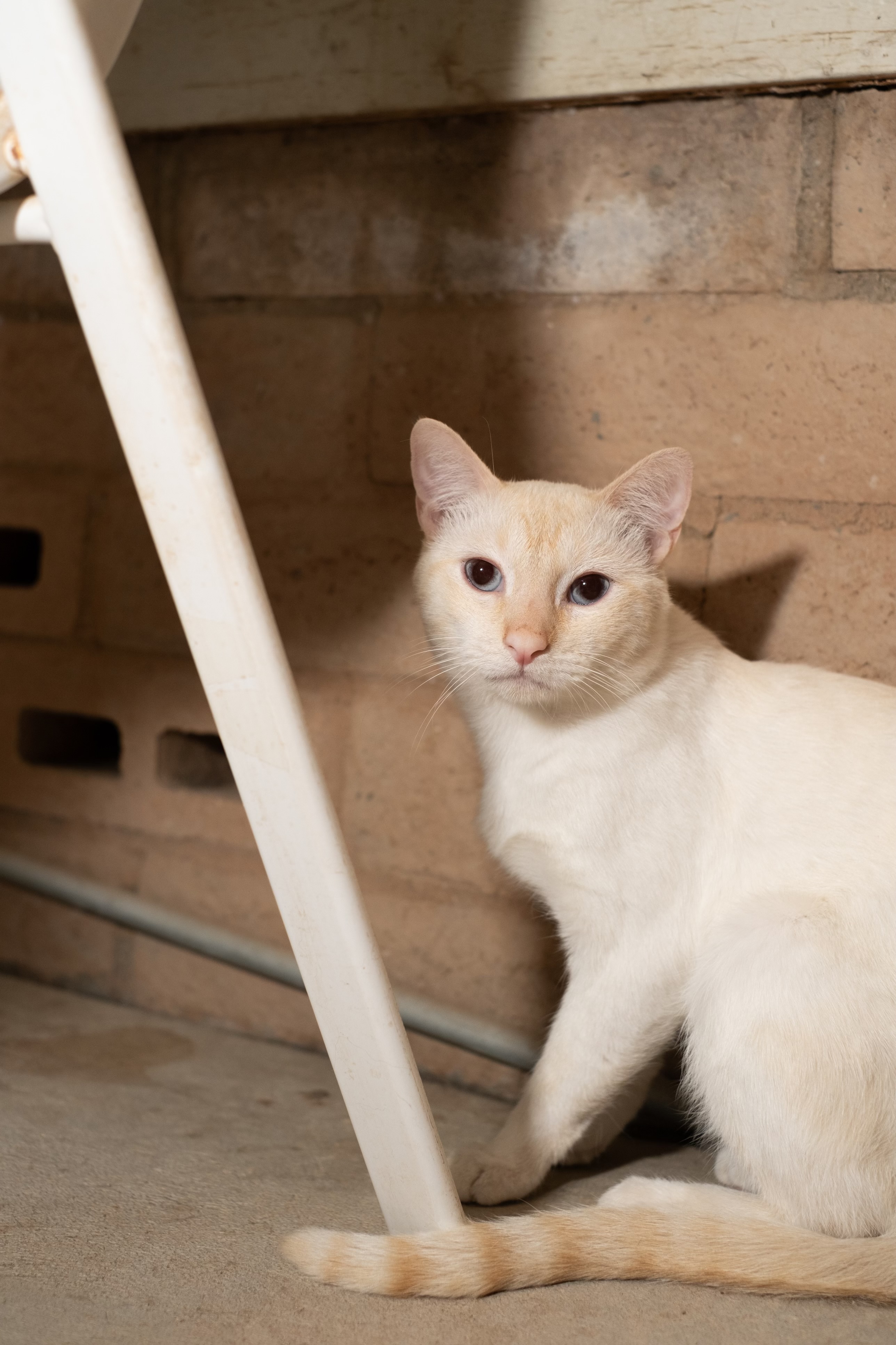 Cat for adoption Leonard, a Domestic Short Hair in Marana, AZ Petfinder