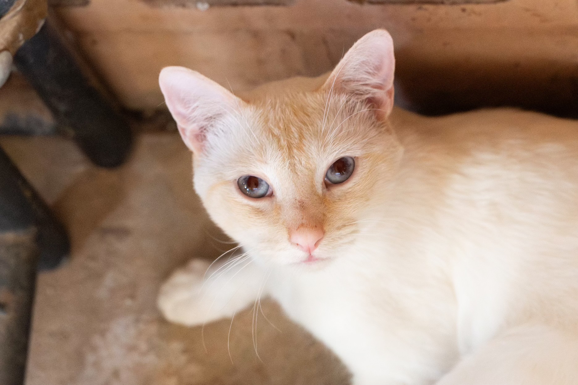Cat for adoption Leonard, a Domestic Short Hair in Marana, AZ Petfinder