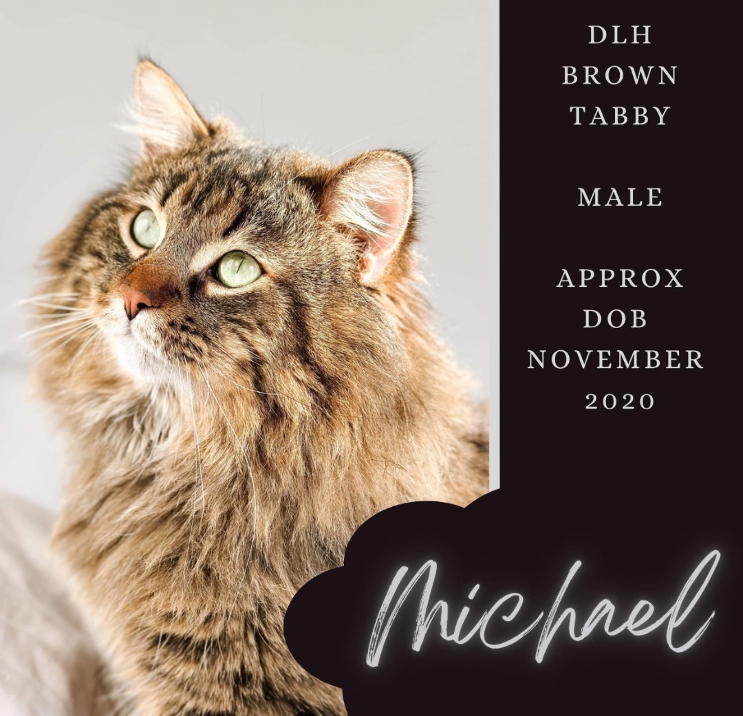 Enlarge MICHAEL, a Adopted mixed breed in Munster, ON image 1/5