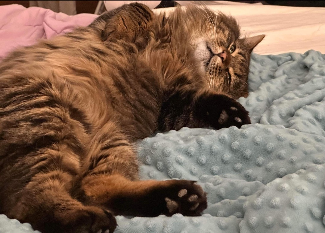 Enlarge MICHAEL, a Adopted mixed breed in Munster, ON image 2/5