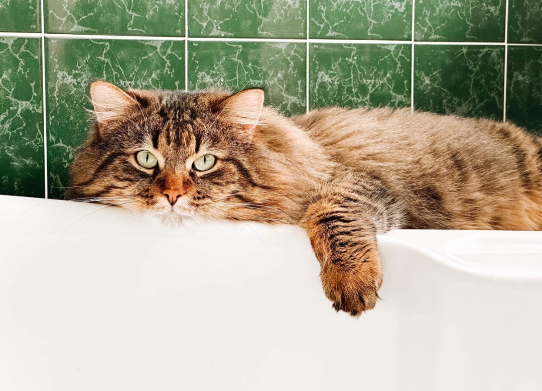 Enlarge MICHAEL, a Adopted mixed breed in Munster, ON image 3/5