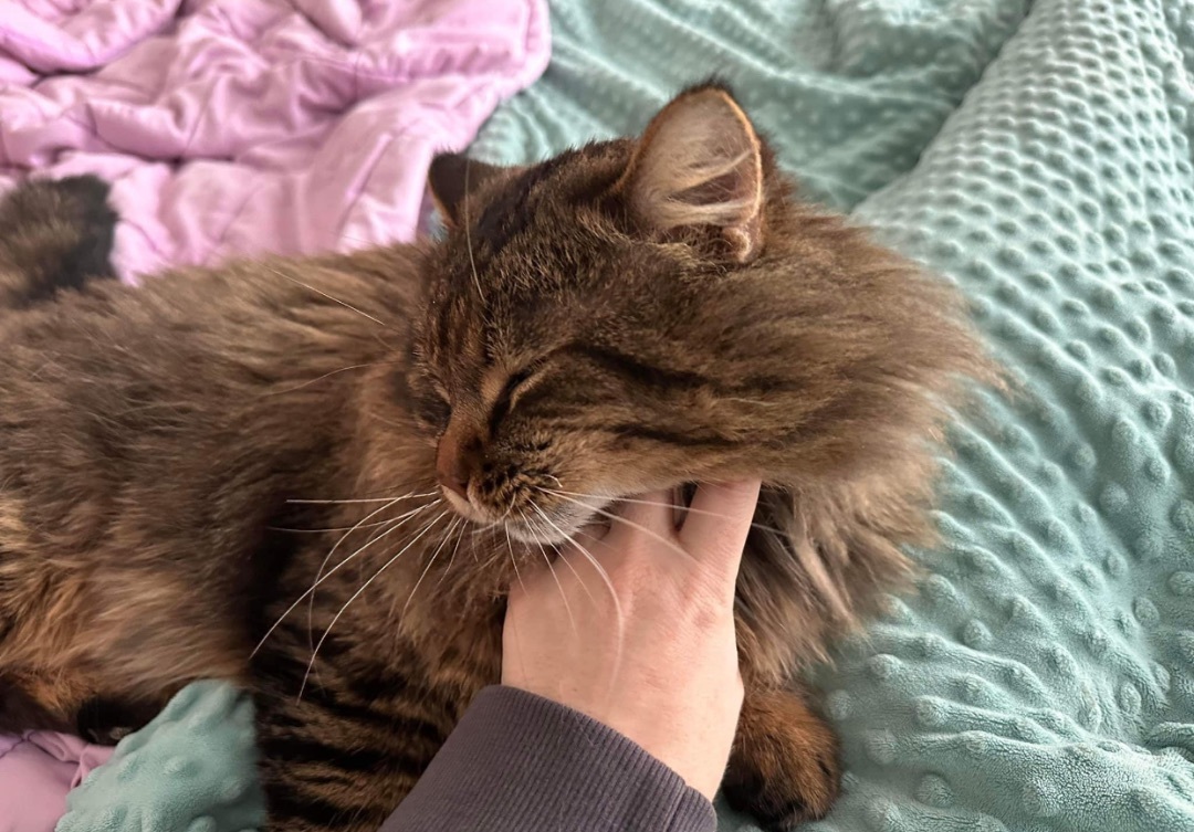 Enlarge MICHAEL, a Adopted mixed breed in Munster, ON image 4/5