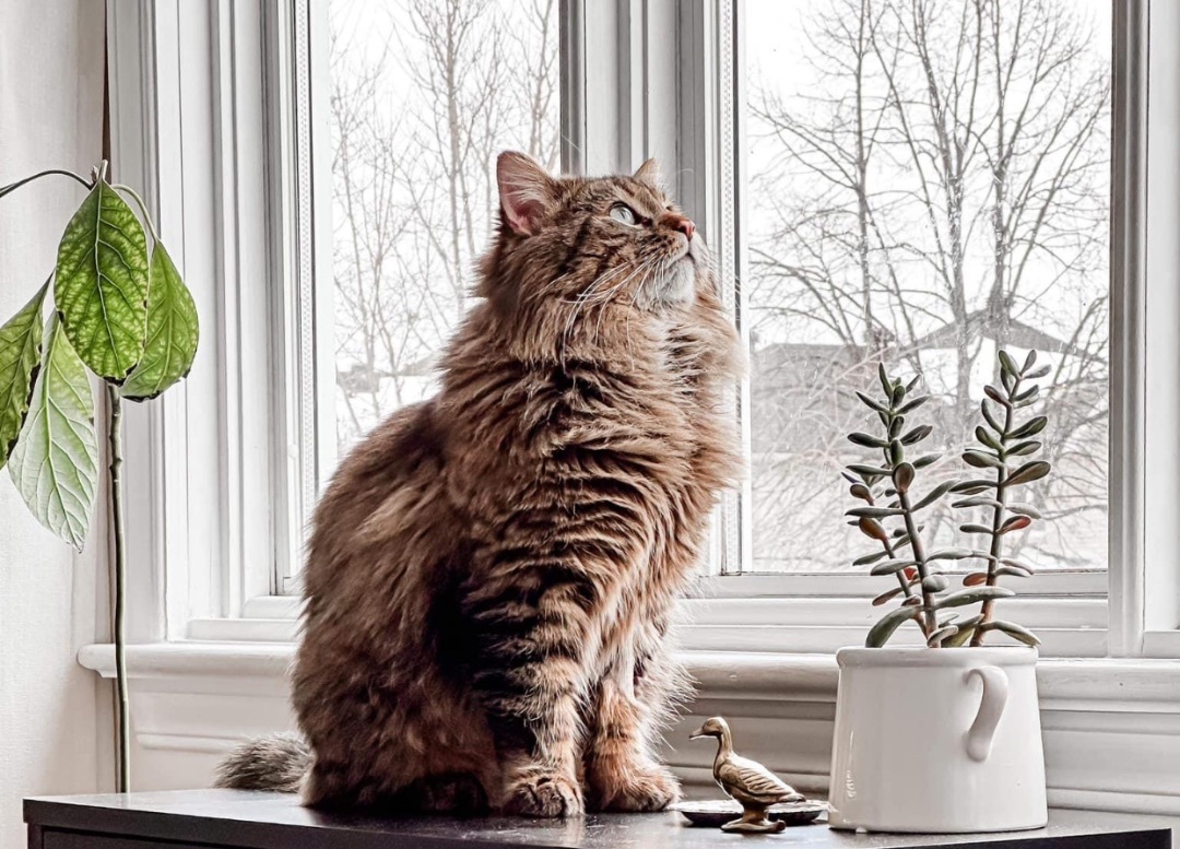 Enlarge MICHAEL, a Adopted mixed breed in Munster, ON image 5/5