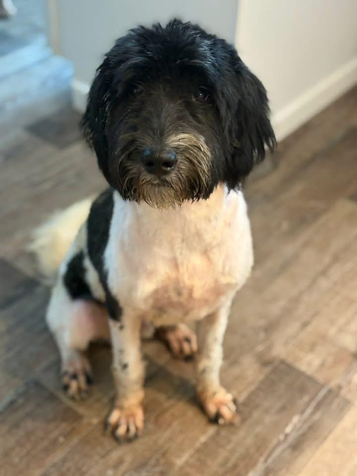 Tito, Adopted, Young Male Standard Poodle & Bernese Mountain Dog.