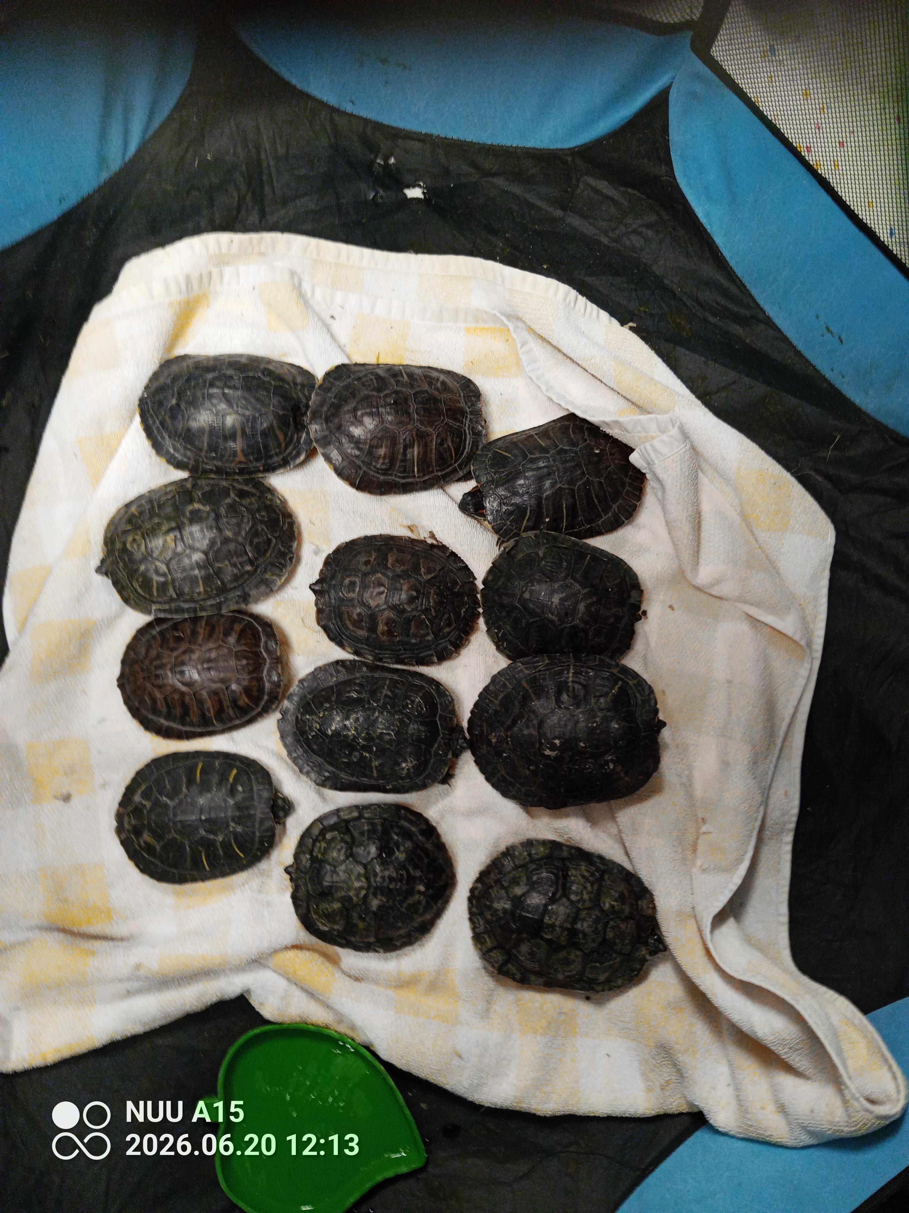 Enlarge res 34-46, a Adoptable Red-Eared Slider in Modesto, CA image 1/1