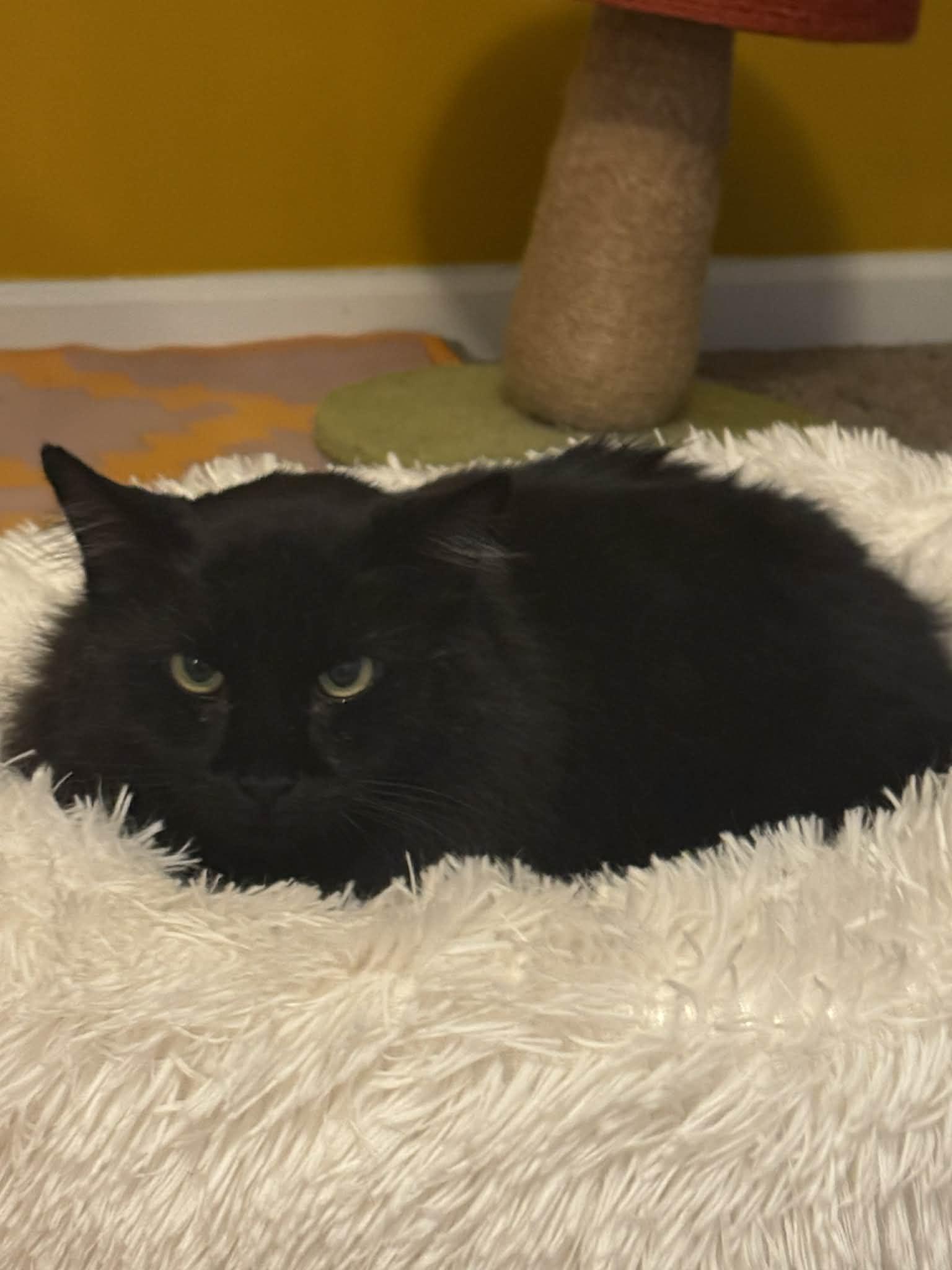 Enlarge Moon, a Adoptable Domestic Long Hair in Charlotte, NC image 3/5