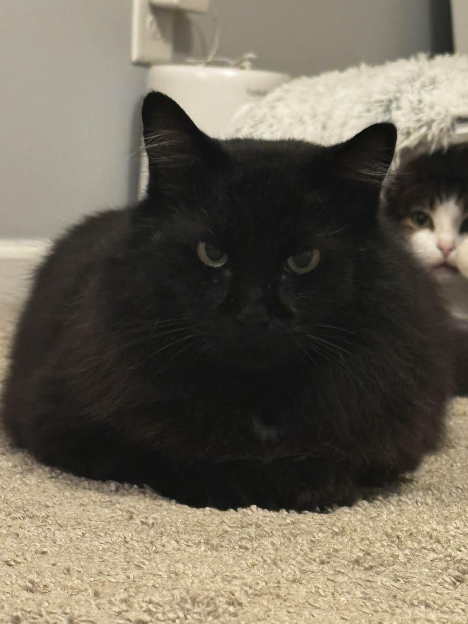 Enlarge Moon, a Adoptable Domestic Long Hair in Charlotte, NC image 4/5