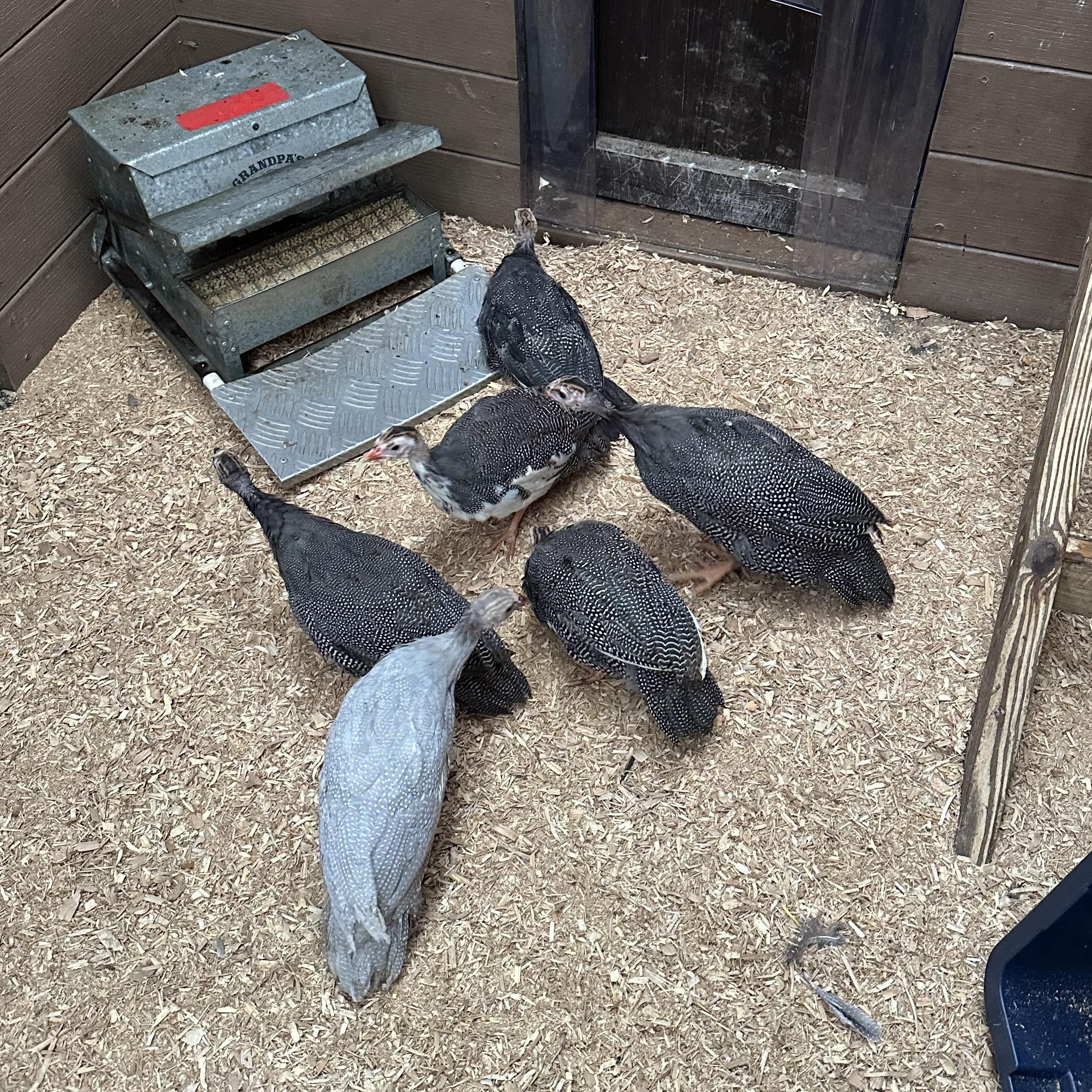 Guinea Fowl (6), adopted, Baby Unknown Guinea Fowl.