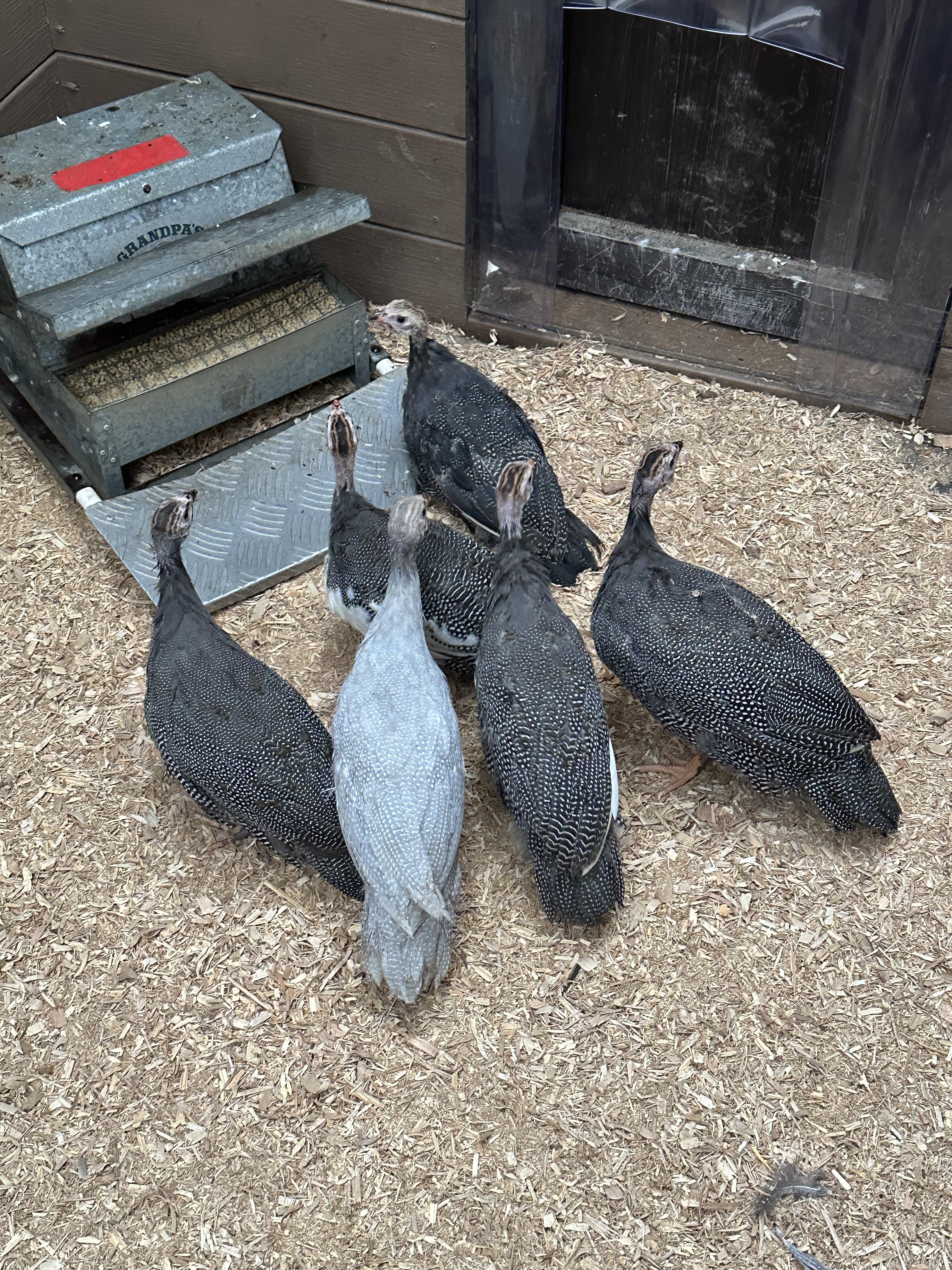 Enlarge Guinea Fowl (6), an adopted Guinea Fowl in Ravenna, OH image 2/2