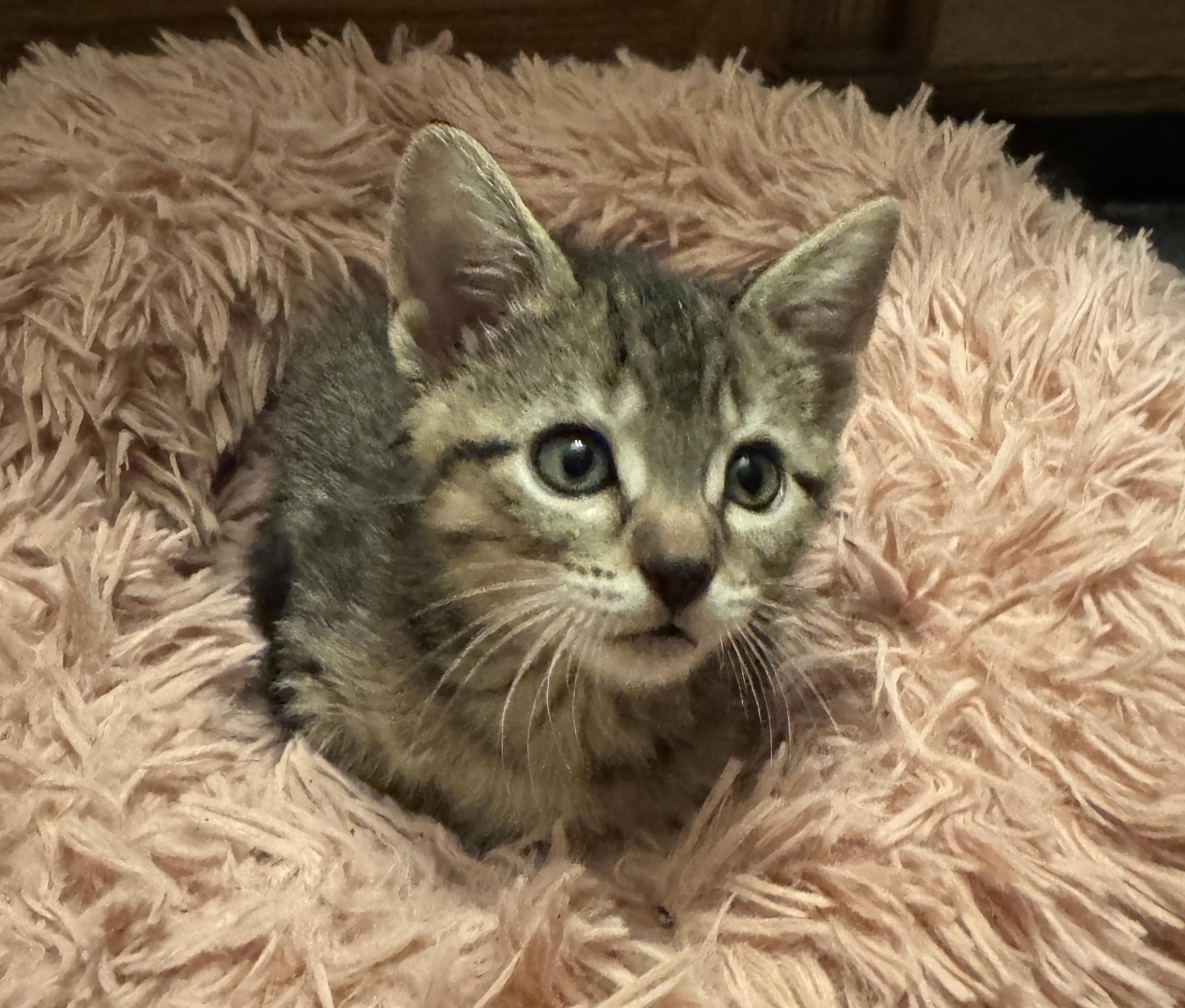 Hillcrest, an adopted Domestic Short Hair in Port Washington, WI image 1/4