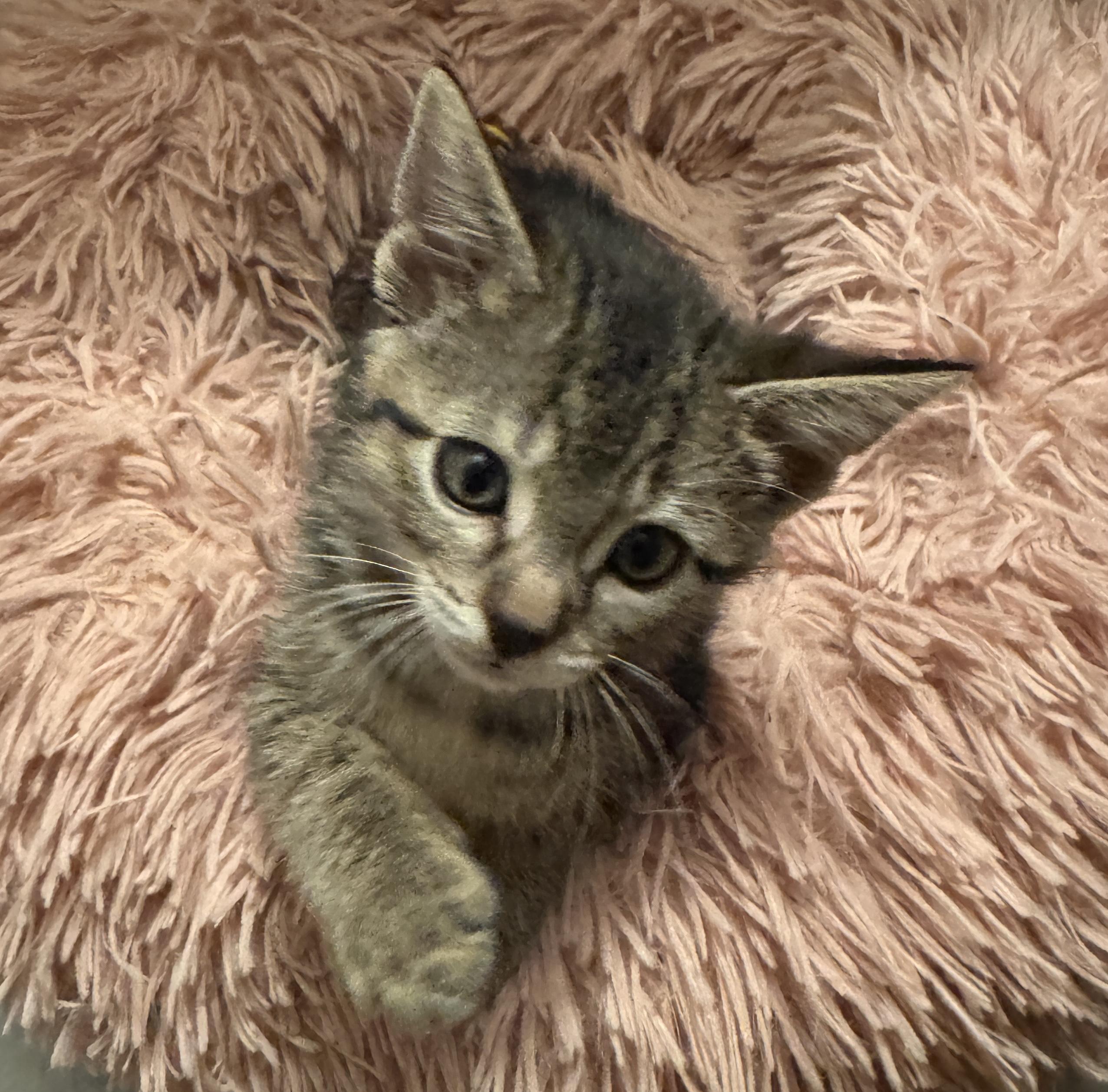 Hillcrest, an adopted Domestic Short Hair in Port Washington, WI image 2/4