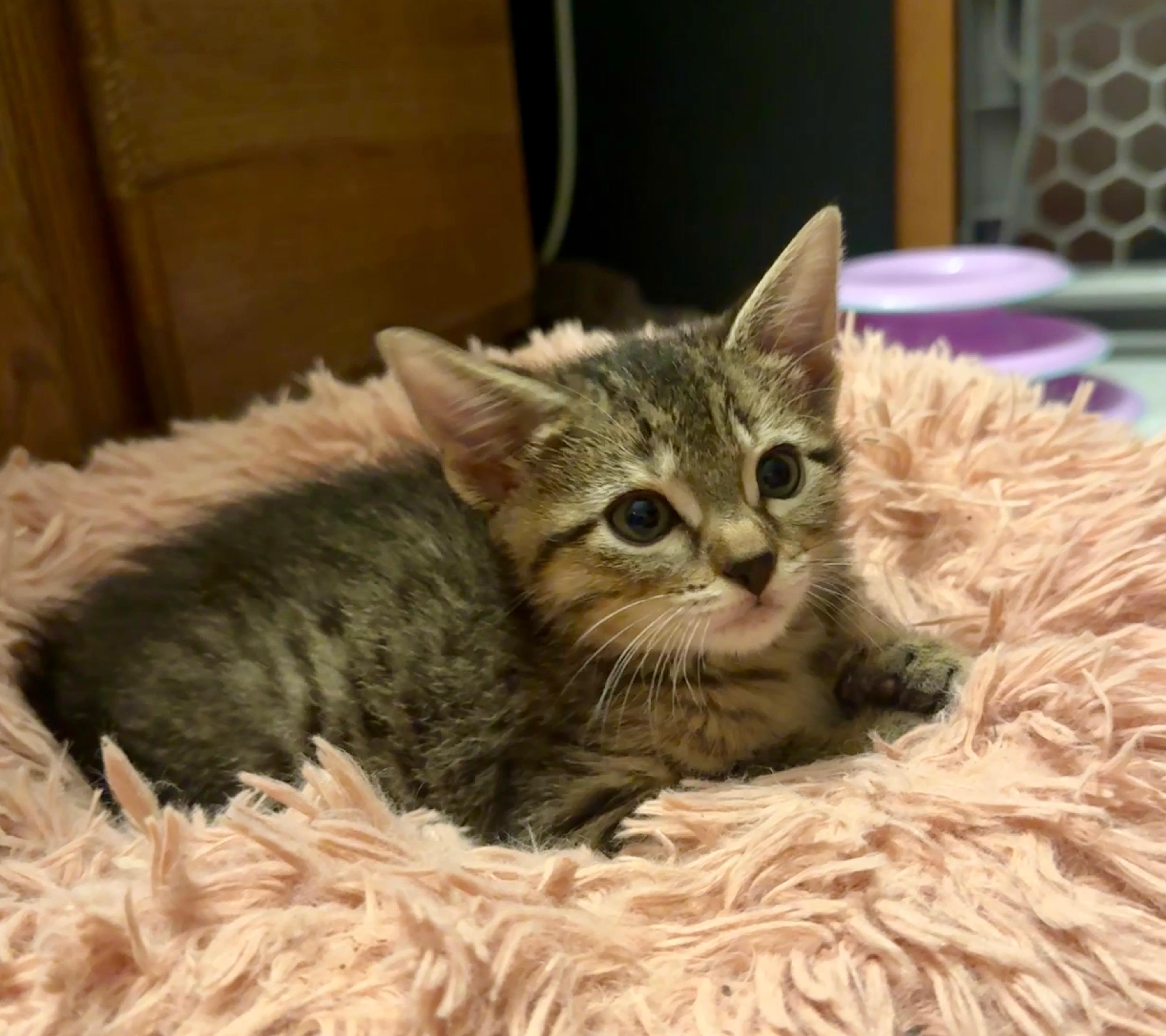Hillcrest, an adopted Domestic Short Hair in Port Washington, WI image 4/4