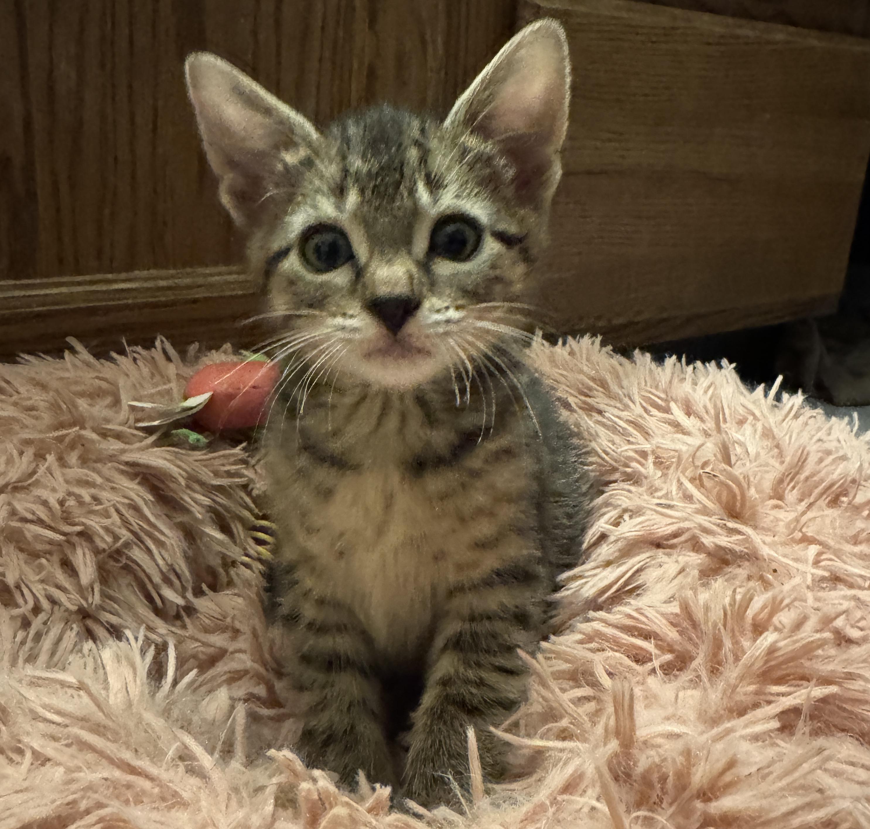 Hillcrest, an adopted Domestic Short Hair in Port Washington, WI image 3/4