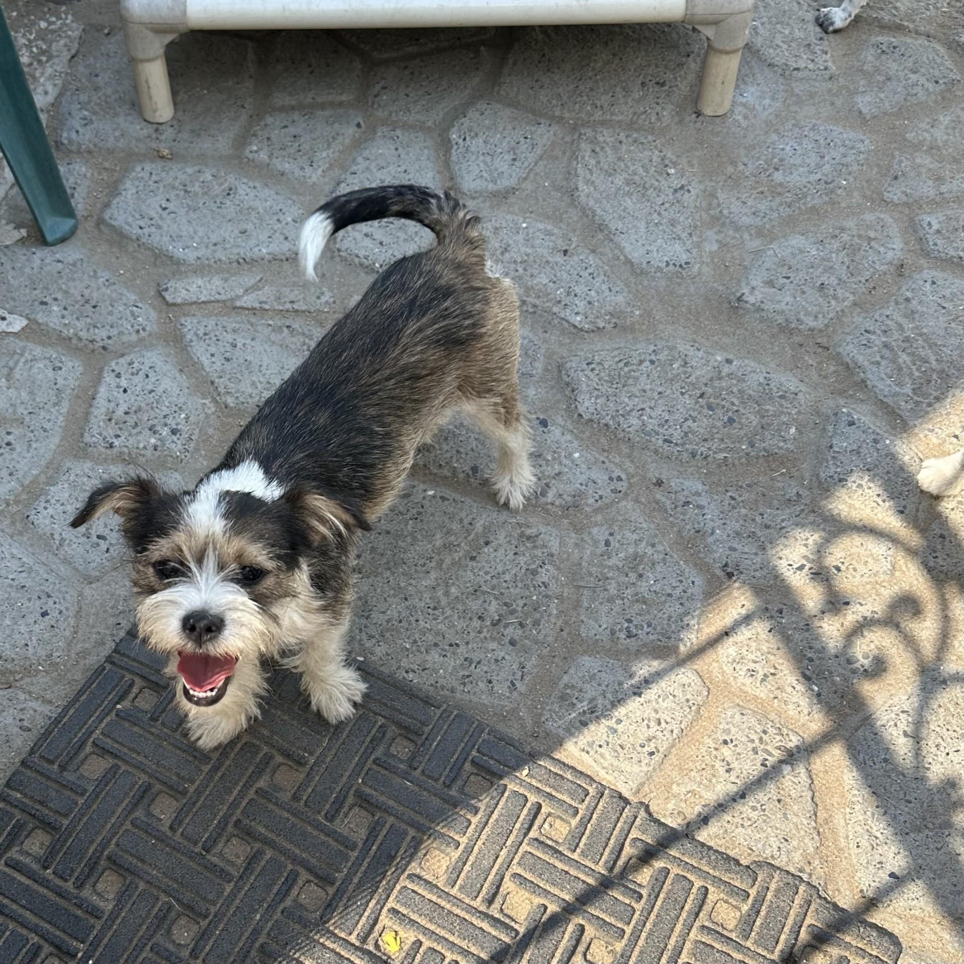 Dog for adoption - GINA, a Jack Russell Terrier Mix in Fresno, CA ...