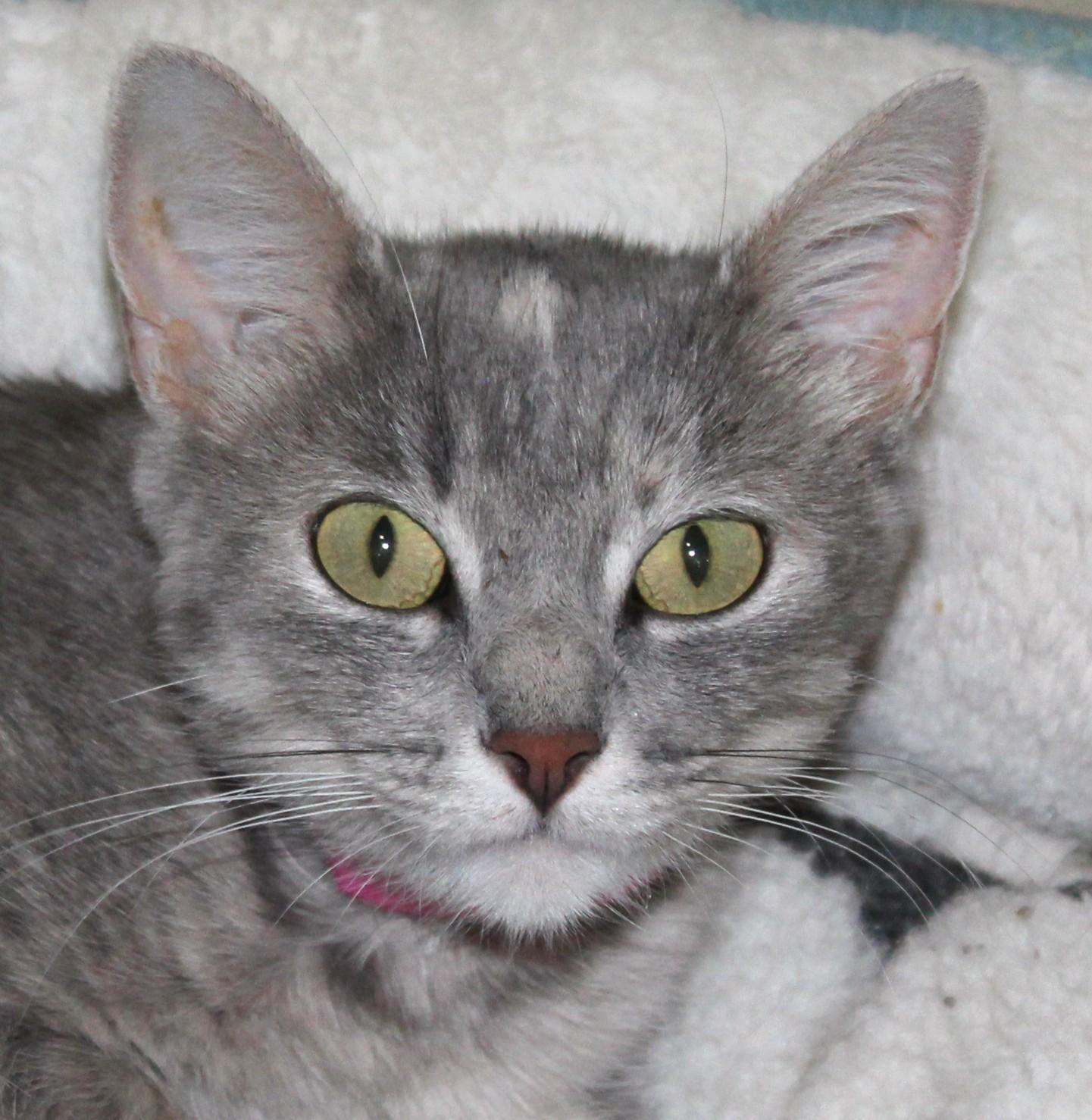 Enlarge Pinky, a Adoptable mixed breed in Huron, SD image 2/3