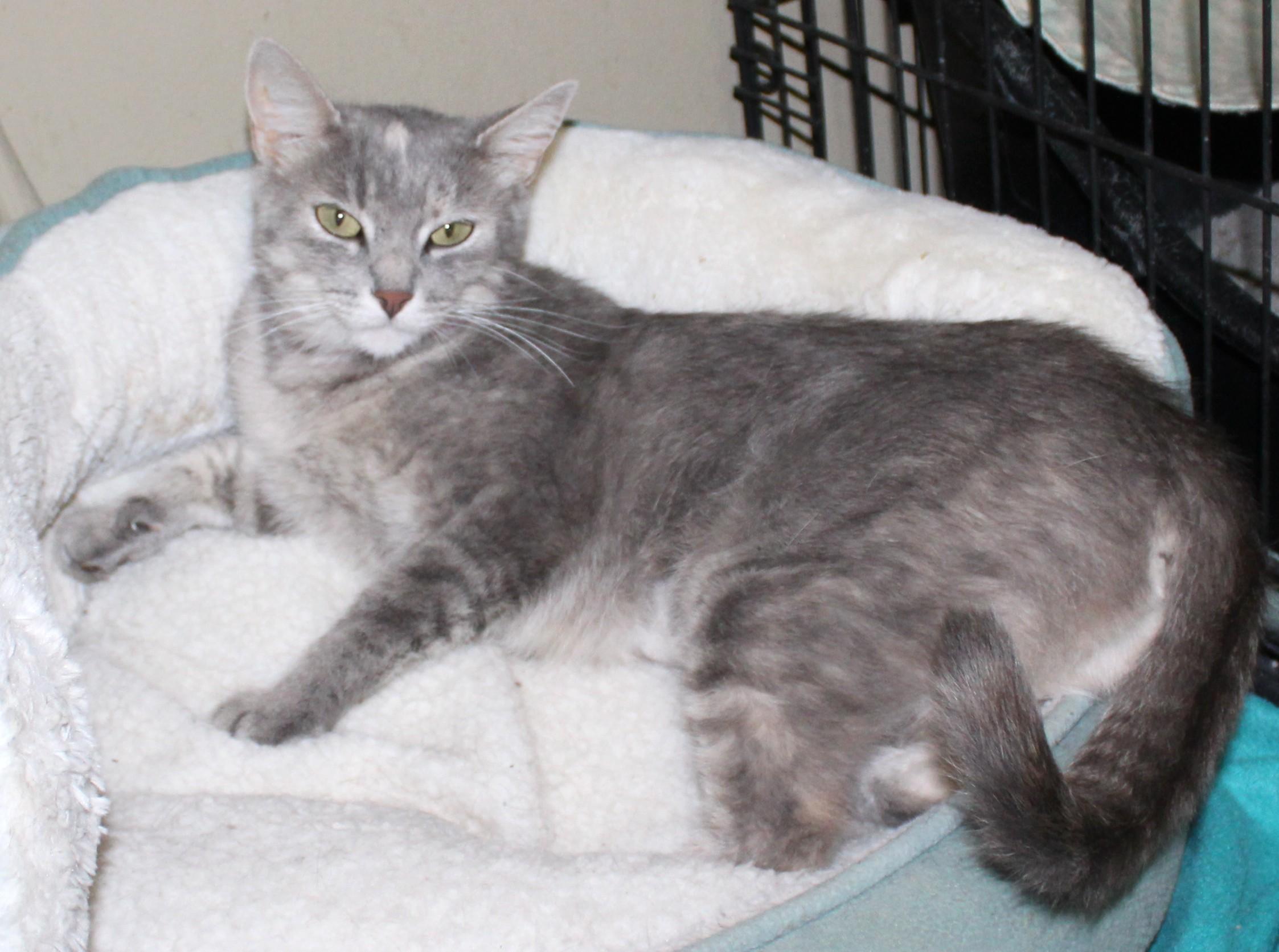 Enlarge Pinky, a Adoptable mixed breed in Huron, SD image 3/3