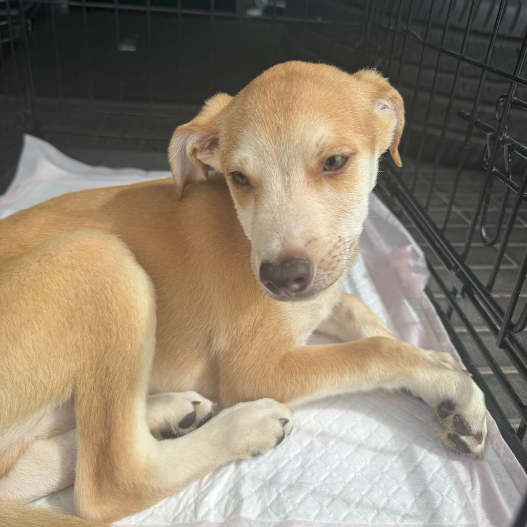 Asher, Adoptable, Puppy Male Chihuahua & Dachshund.