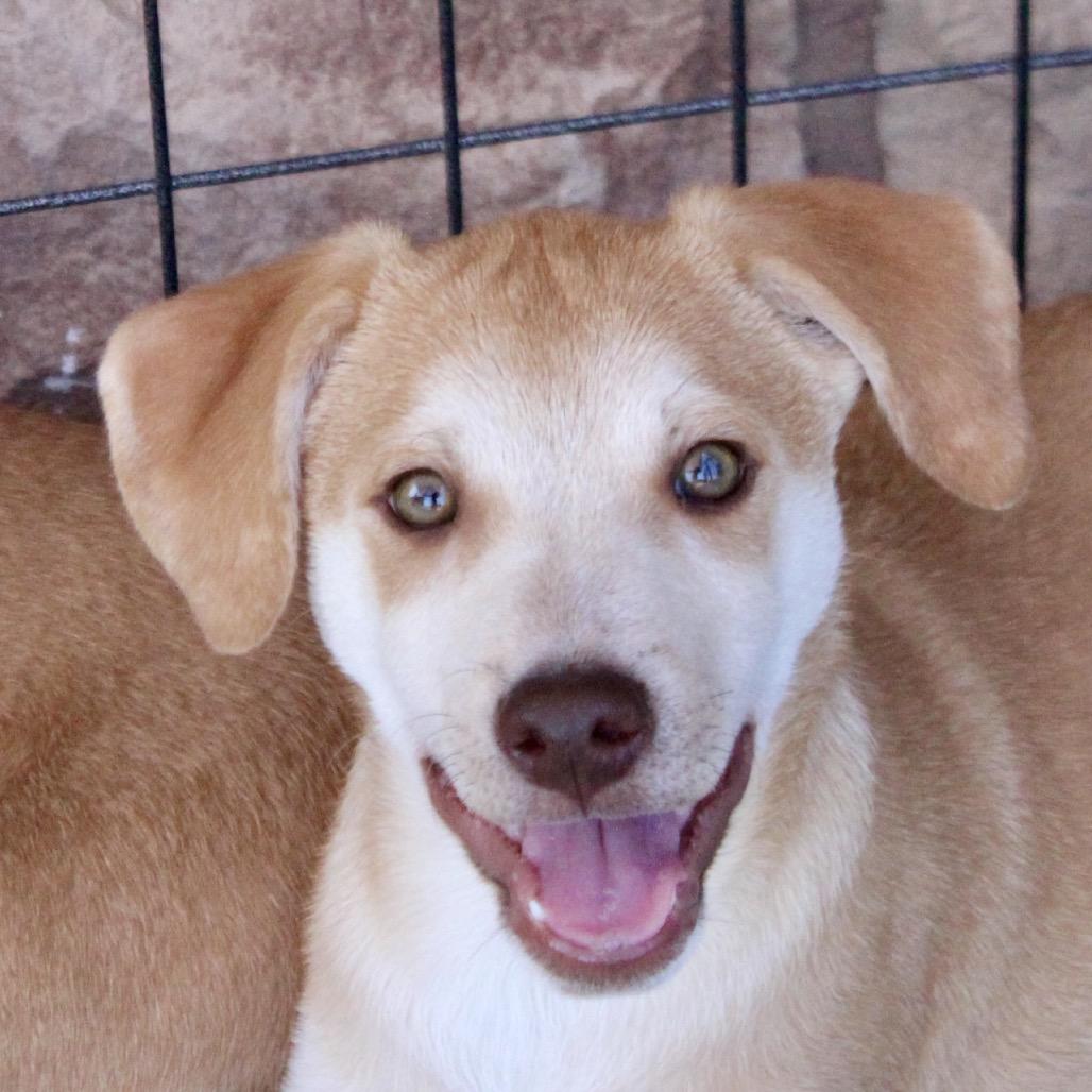 Enlarge Asher, a Adoptable mixed breed in Midland, TX image 2/3