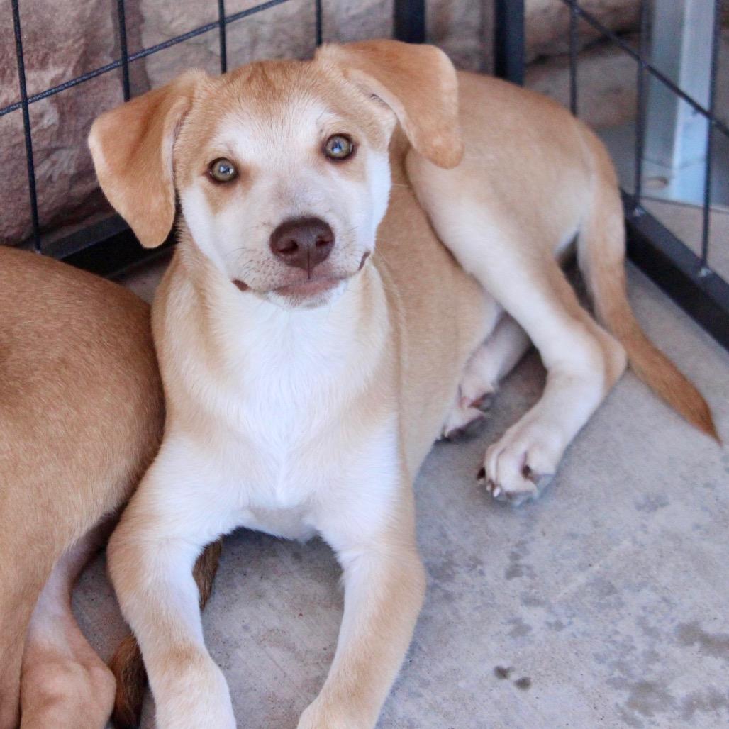 Enlarge Asher, a Adoptable mixed breed in Midland, TX image 3/3