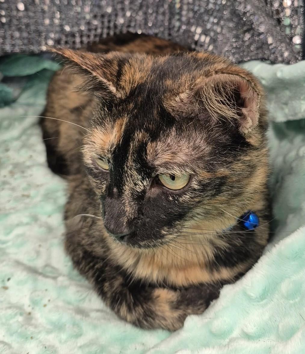 Enlarge Regina, an adoptable mixed breed in Ocean Springs, MS image 4/6