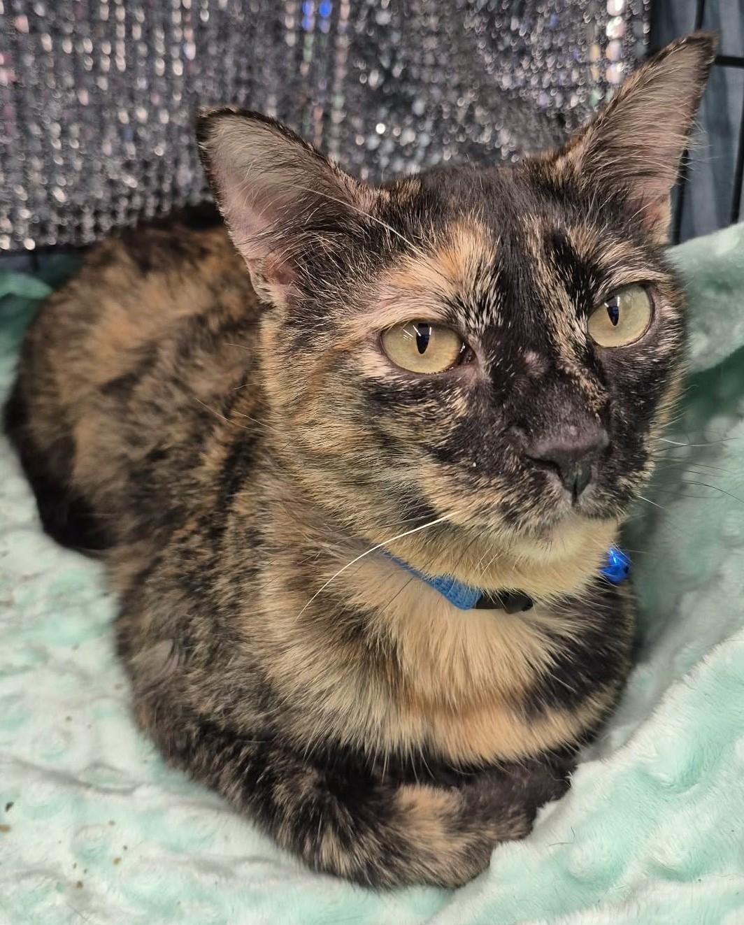 Enlarge Regina, an adoptable mixed breed in Ocean Springs, MS image 2/6