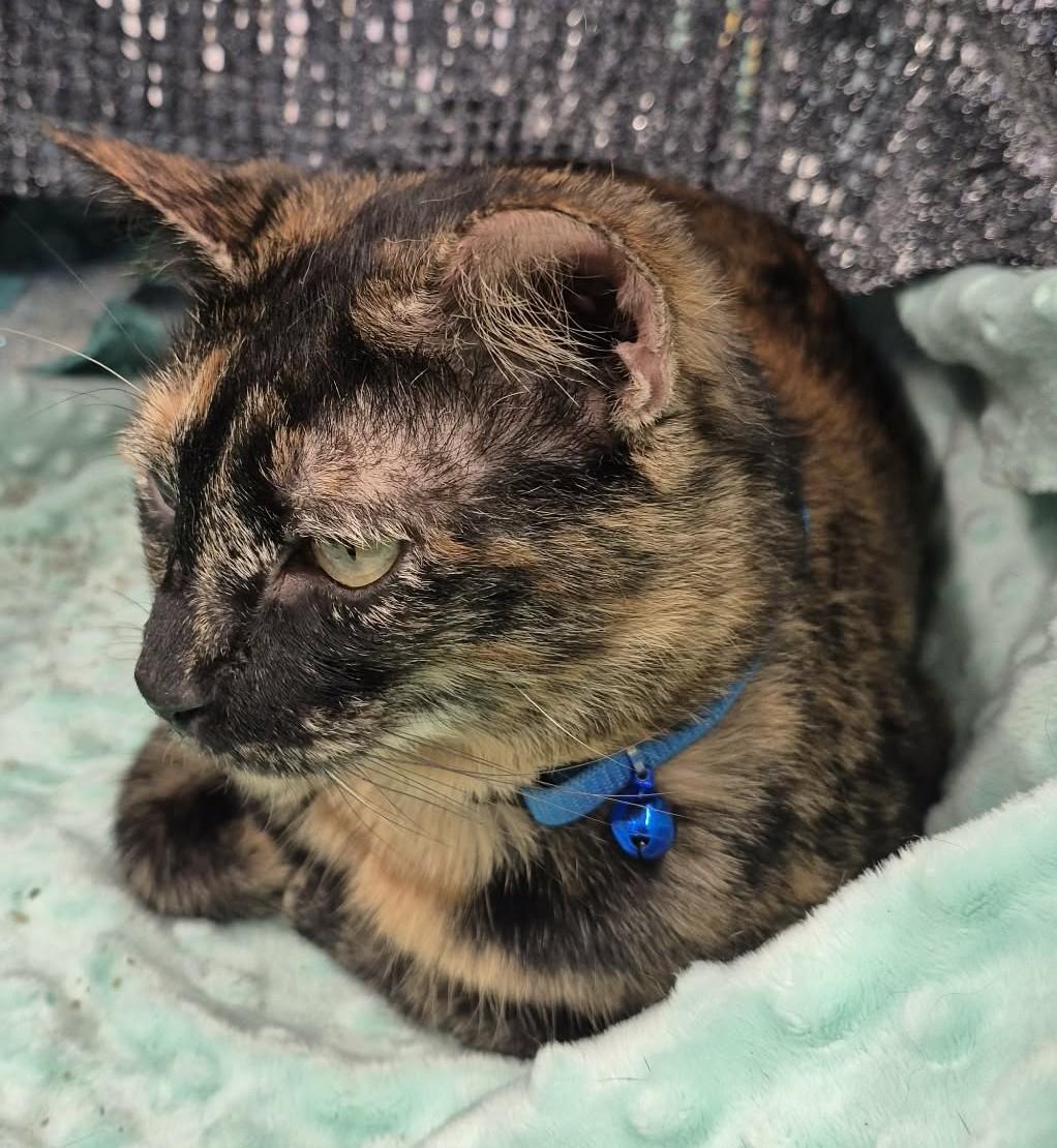 Enlarge Regina, an adoptable mixed breed in Ocean Springs, MS image 6/6