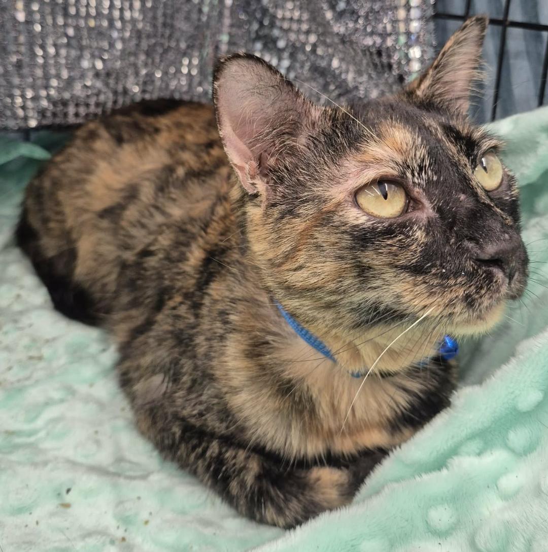 Enlarge Regina, an adoptable mixed breed in Ocean Springs, MS image 3/6