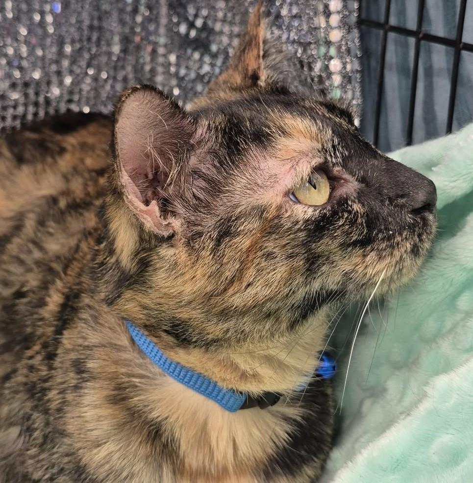 Enlarge Regina, an adoptable mixed breed in Ocean Springs, MS image 5/6