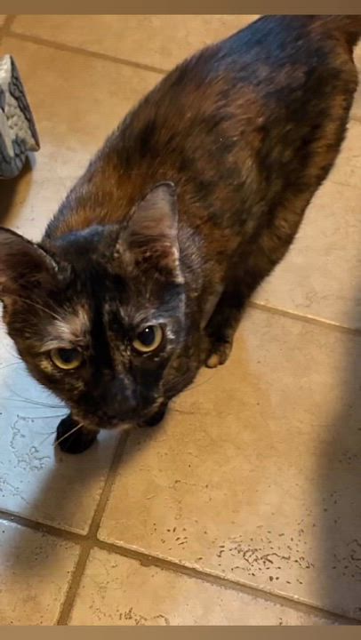 Enlarge Regina, an adoptable mixed breed in Ocean Springs, MS video 1/6