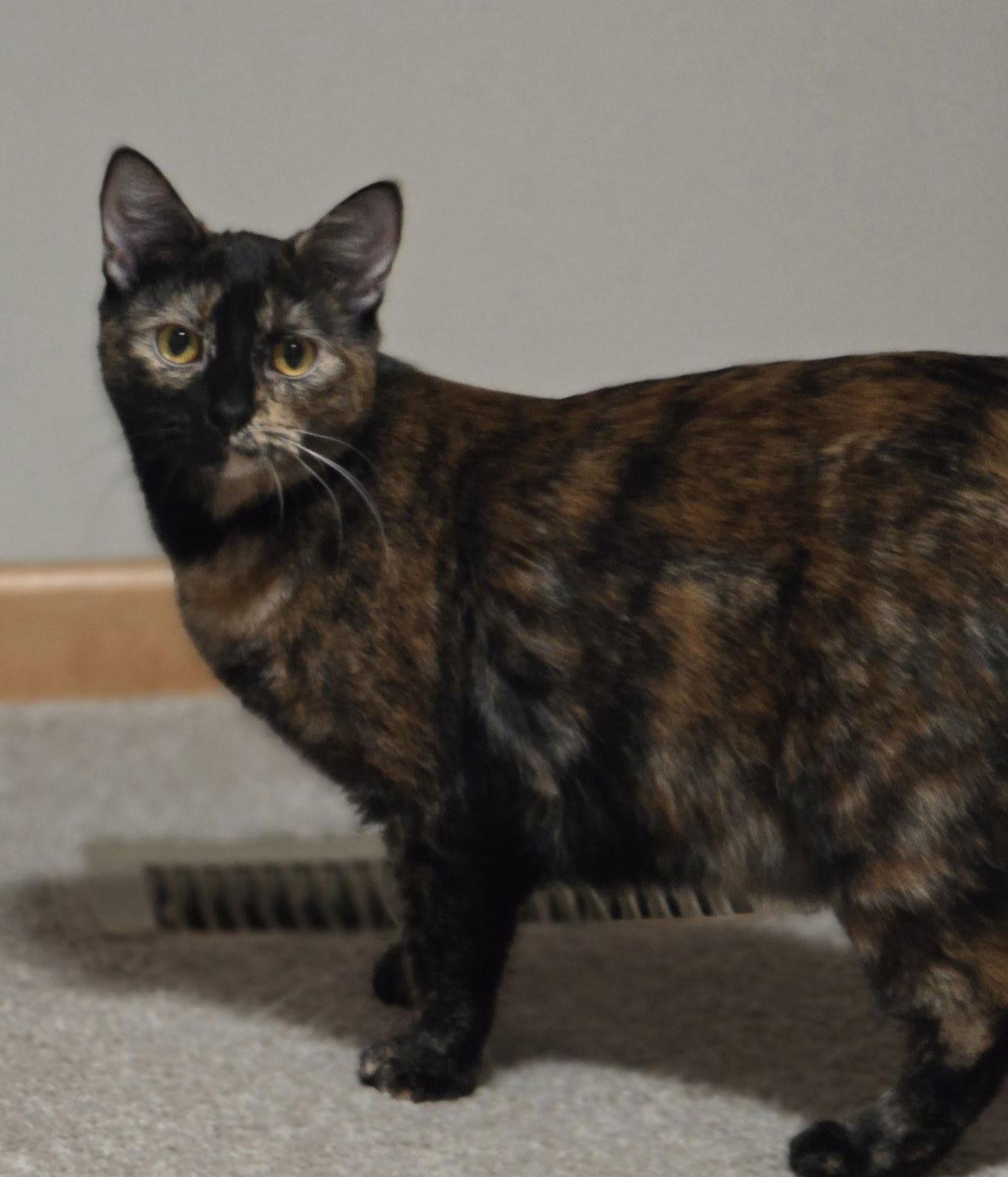 Enlarge Endora, a Adoptable Domestic Short Hair in Plymouth, MN image 1/3