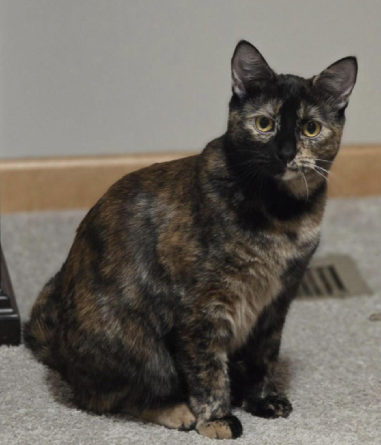 Enlarge Endora, a Adoptable Domestic Short Hair in Plymouth, MN image 2/3