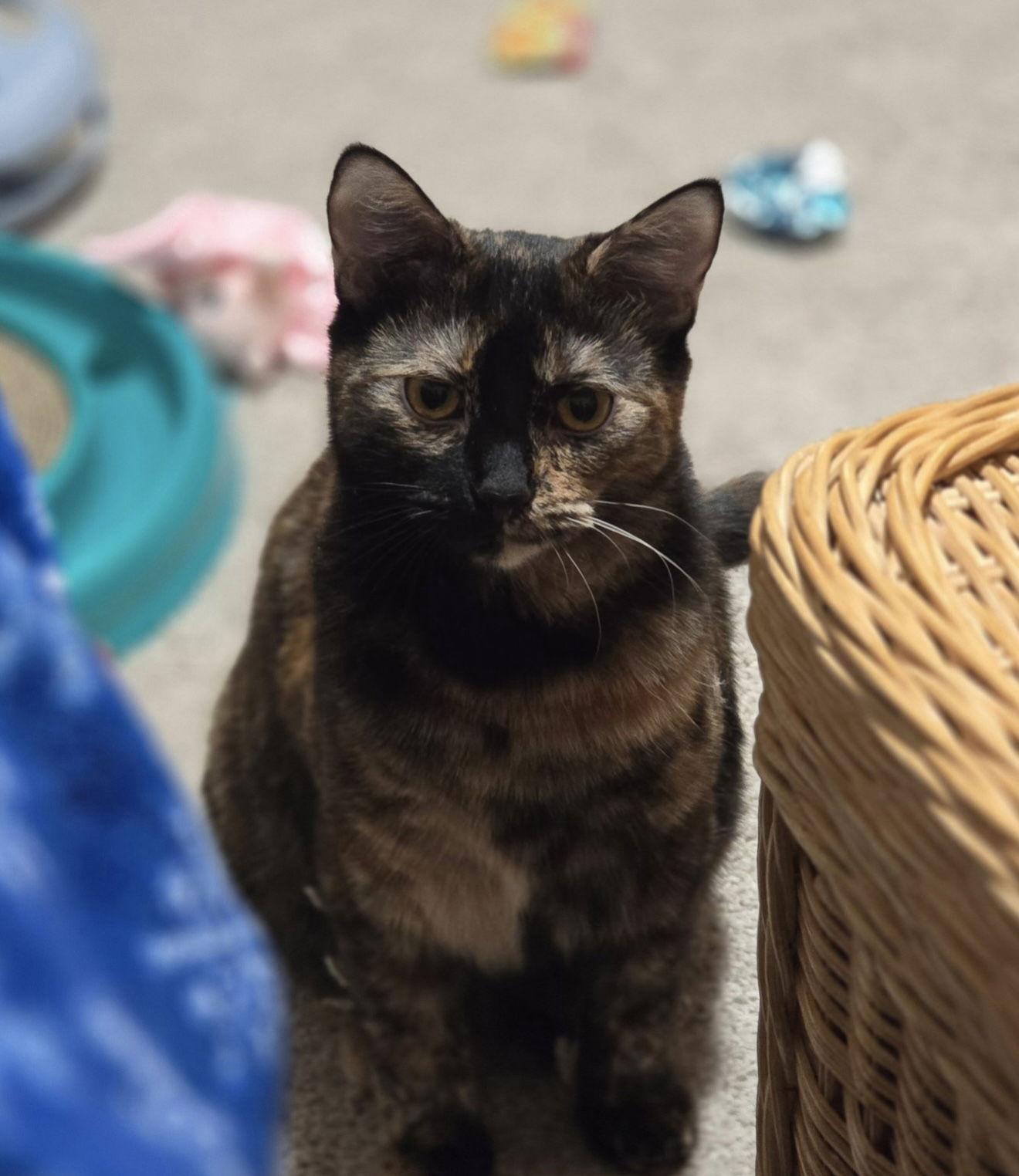 Enlarge Endora, a Adoptable Domestic Short Hair in Plymouth, MN image 3/3