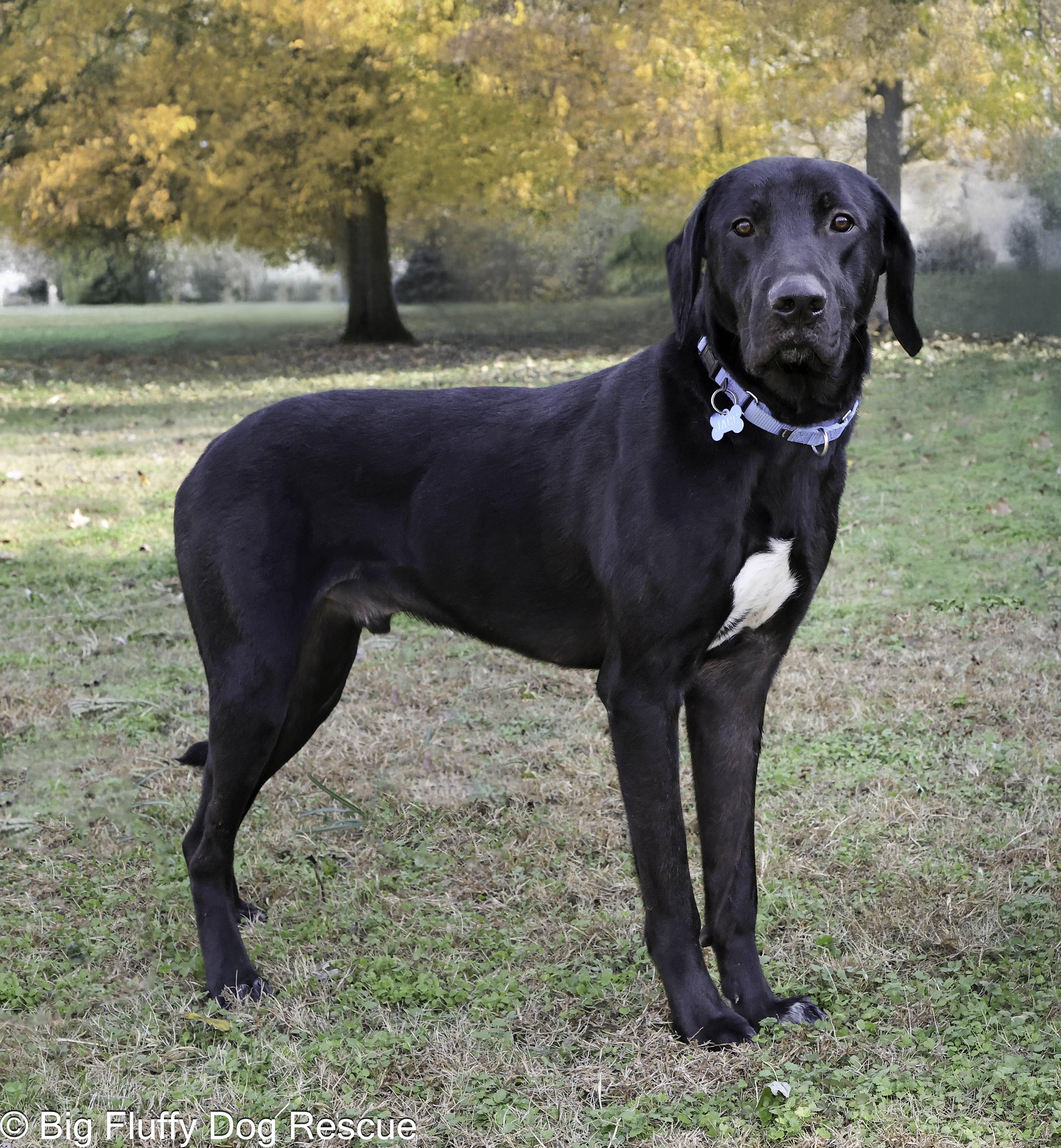 Enlarge Jace, an adopted mixed breed in Erie, PA image 1/3