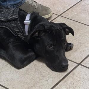 Zane, a Adoptable mixed breed in Marietta, GA image 1/5