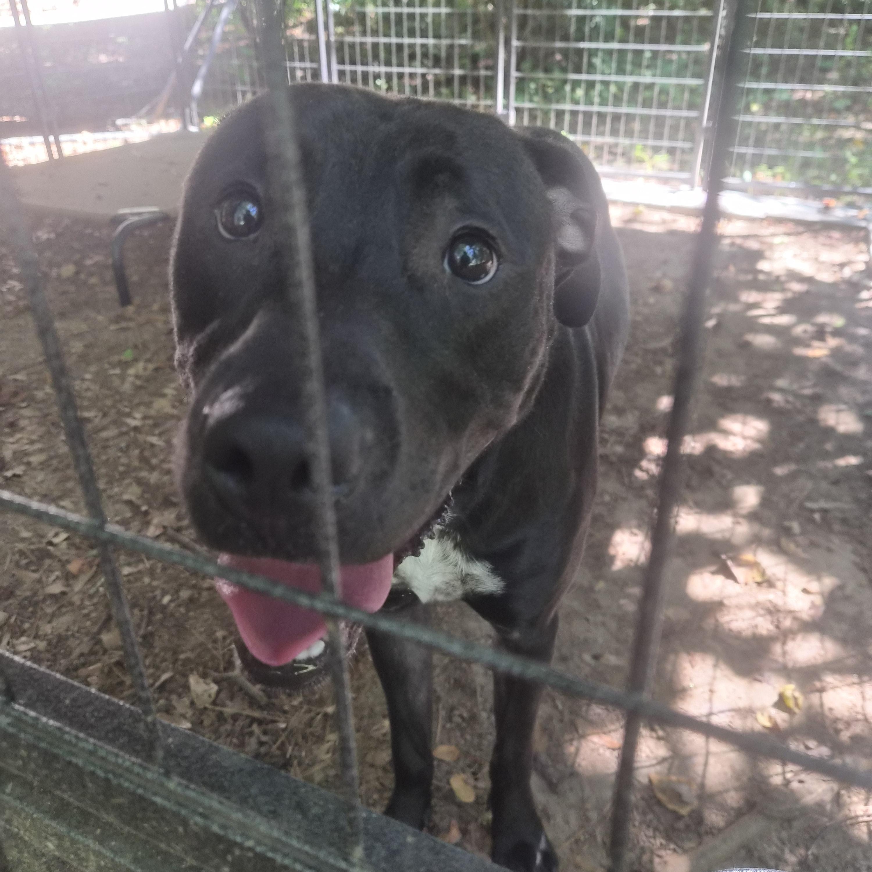 Zane, a Adoptable mixed breed in Marietta, GA image 5/5