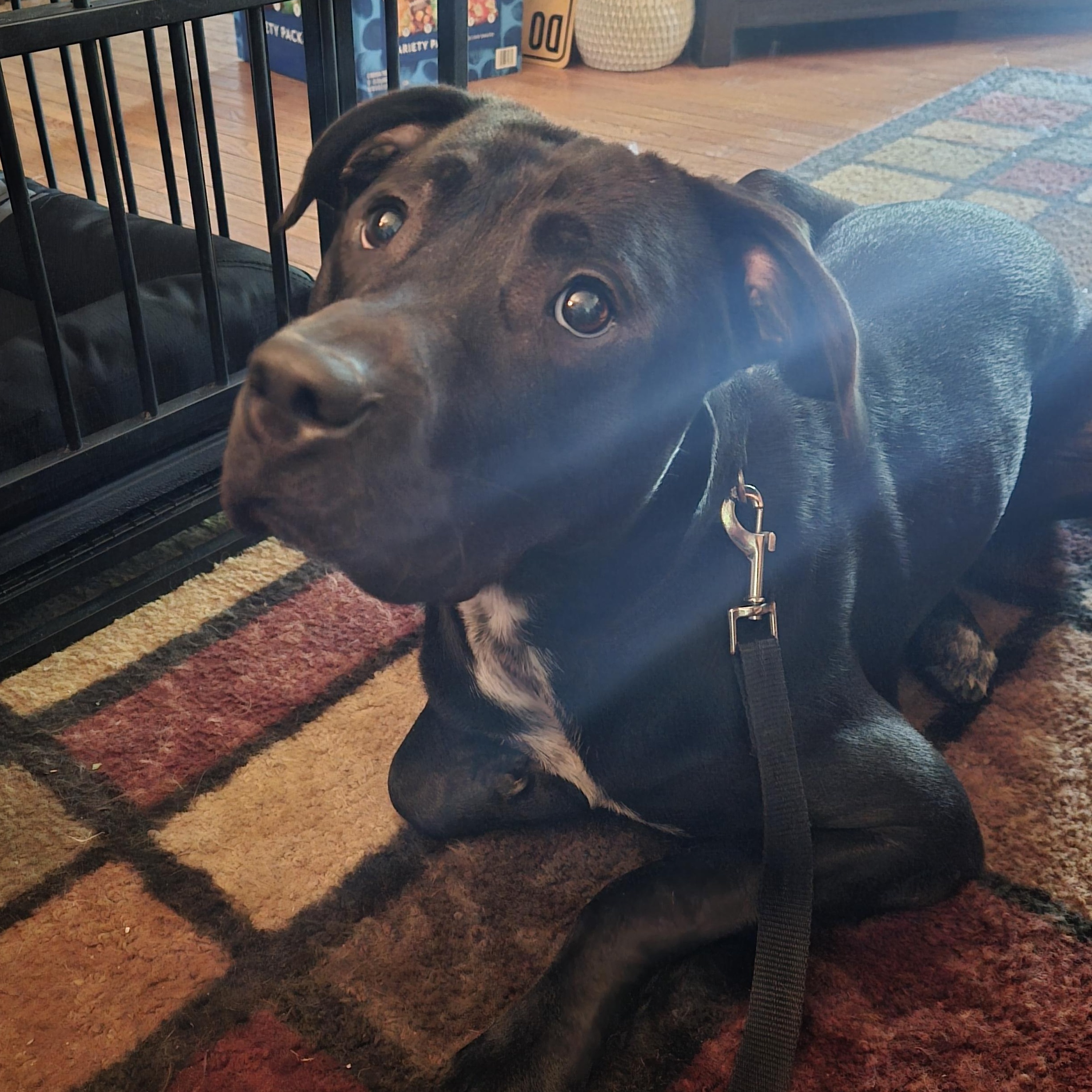 Zane, a Adoptable mixed breed in Marietta, GA image 3/5