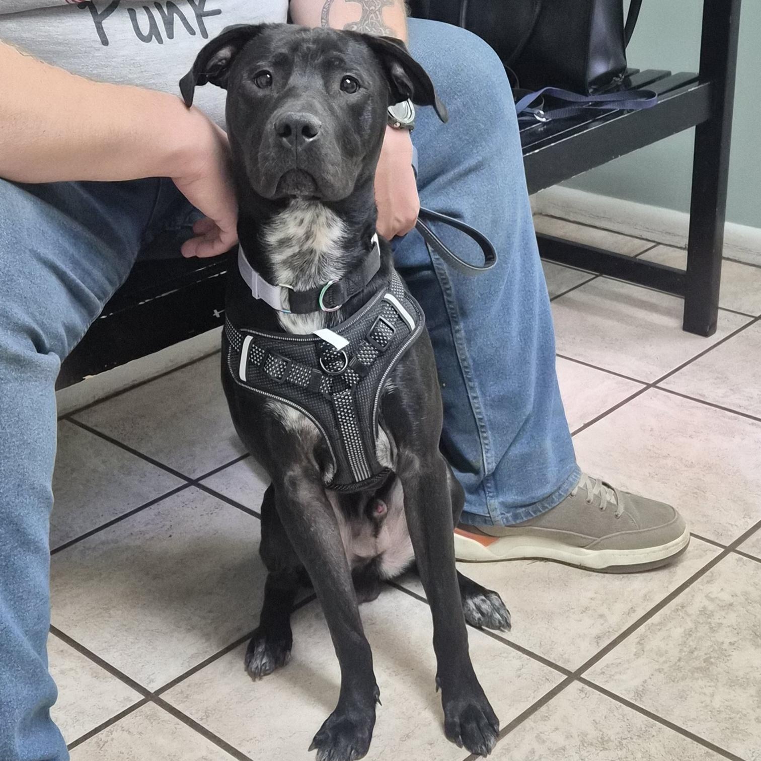 Zane, a Adoptable mixed breed in Marietta, GA image 4/5