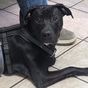 Zane, a Adoptable mixed breed in Marietta, GA image 2/5