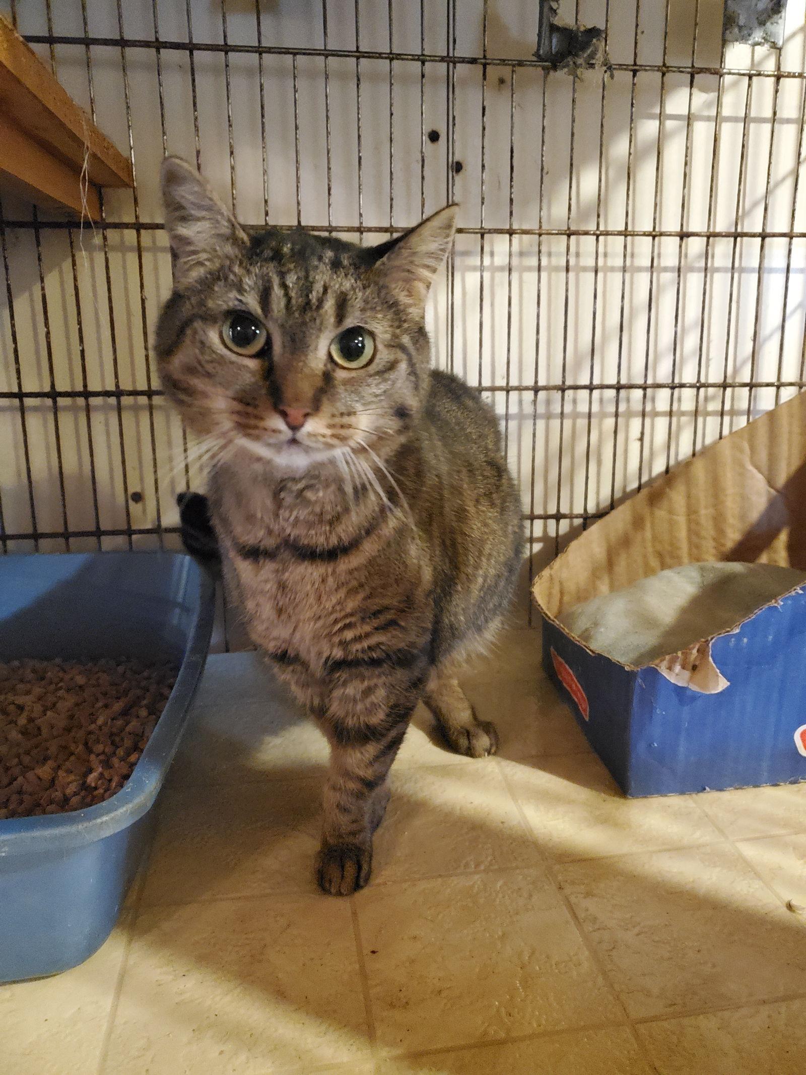 Little, Adoptable, Adult Female Tabby & Domestic Short Hair.