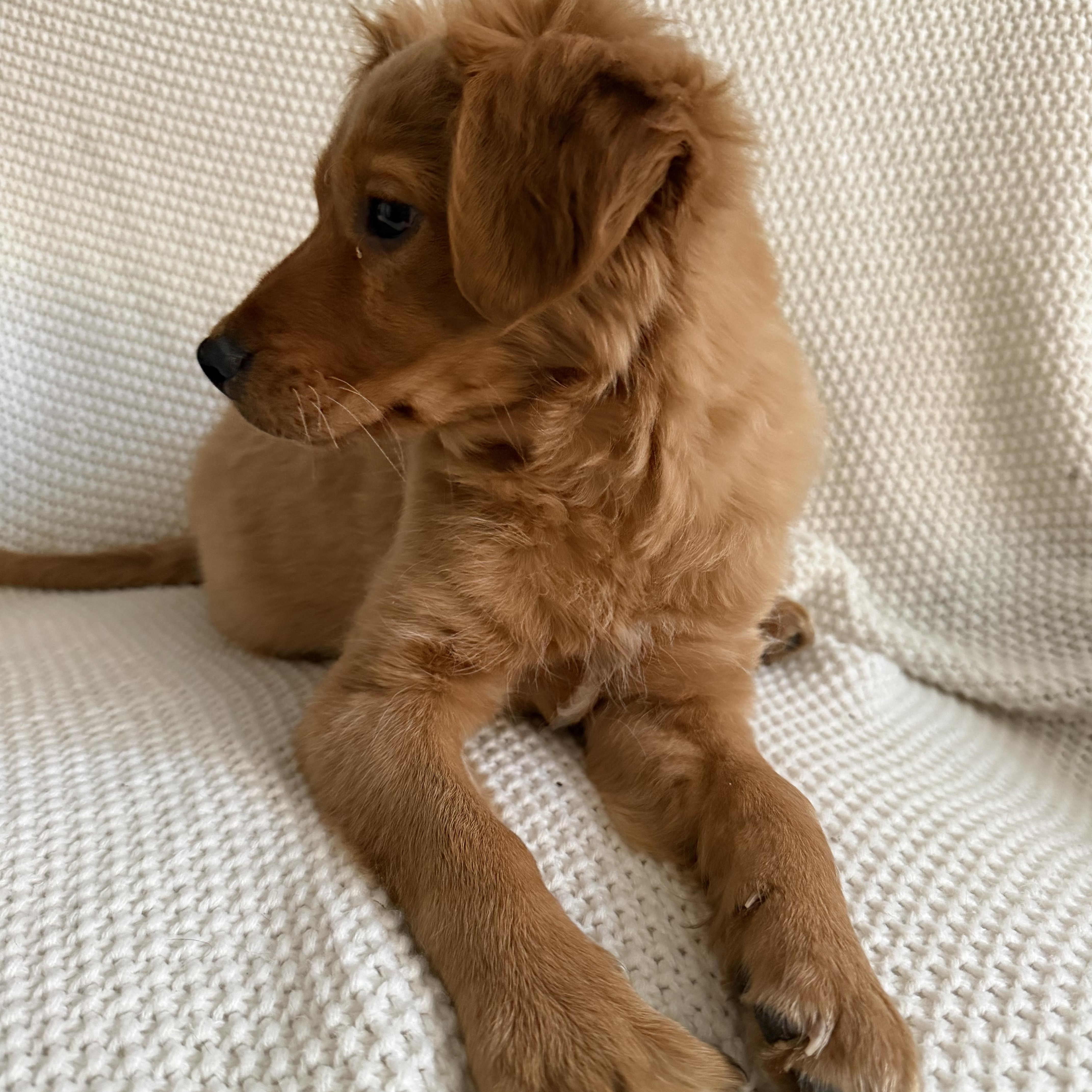 Enlarge Mocha, an adopted mixed breed in Wrightstown, NJ image 2/3