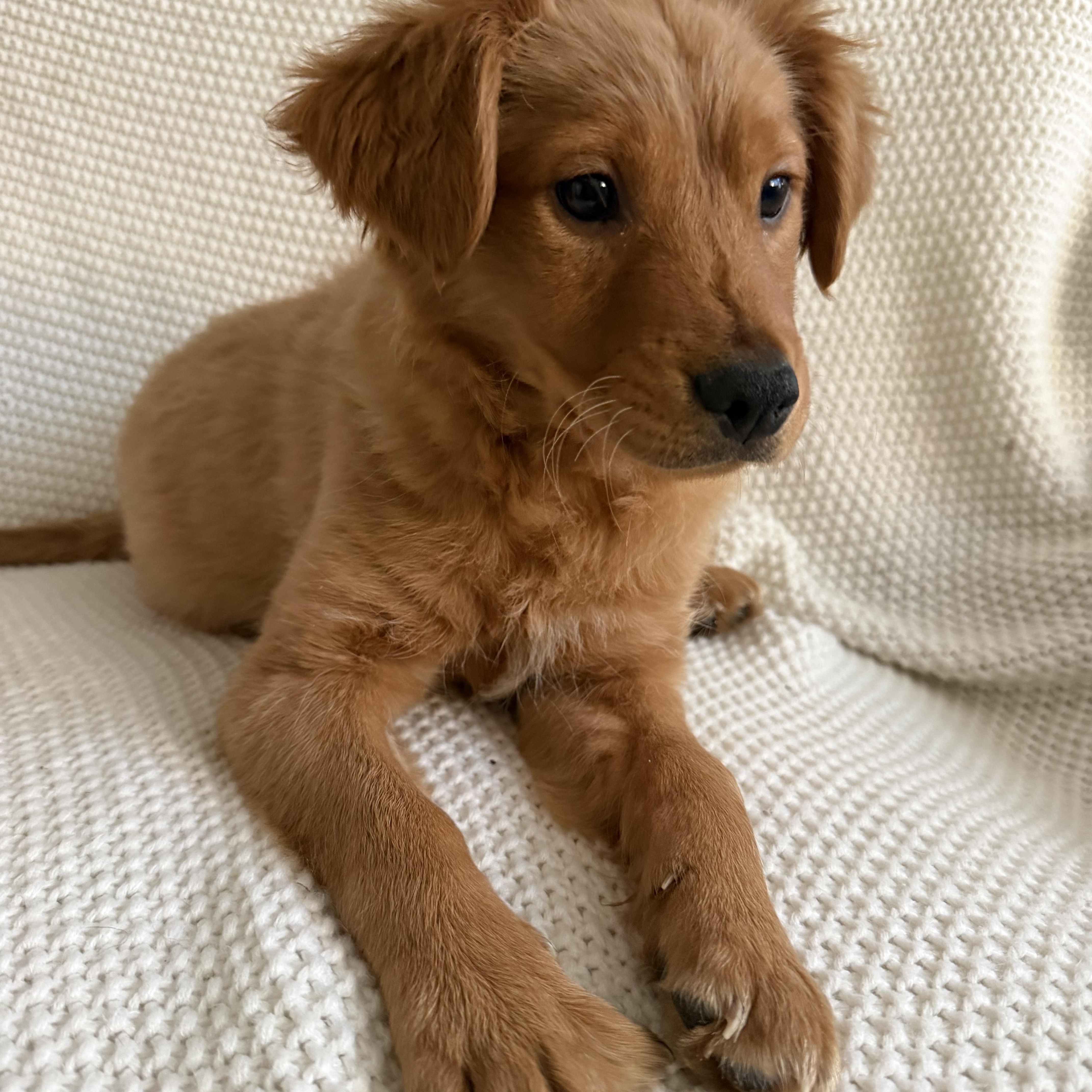 Enlarge Mocha, an adopted mixed breed in Wrightstown, NJ image 3/3