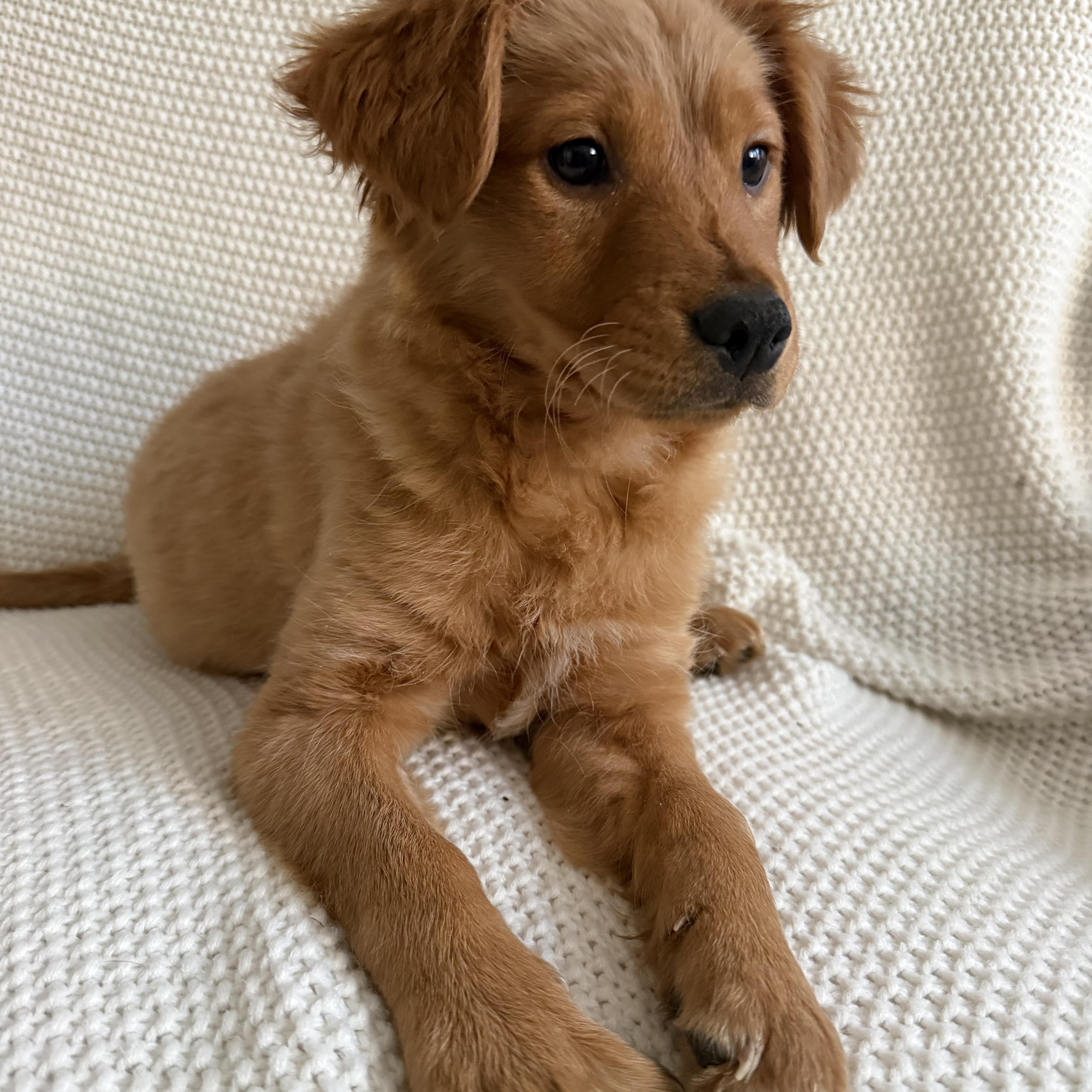 Enlarge Mocha, an adopted mixed breed in Wrightstown, NJ image 1/3