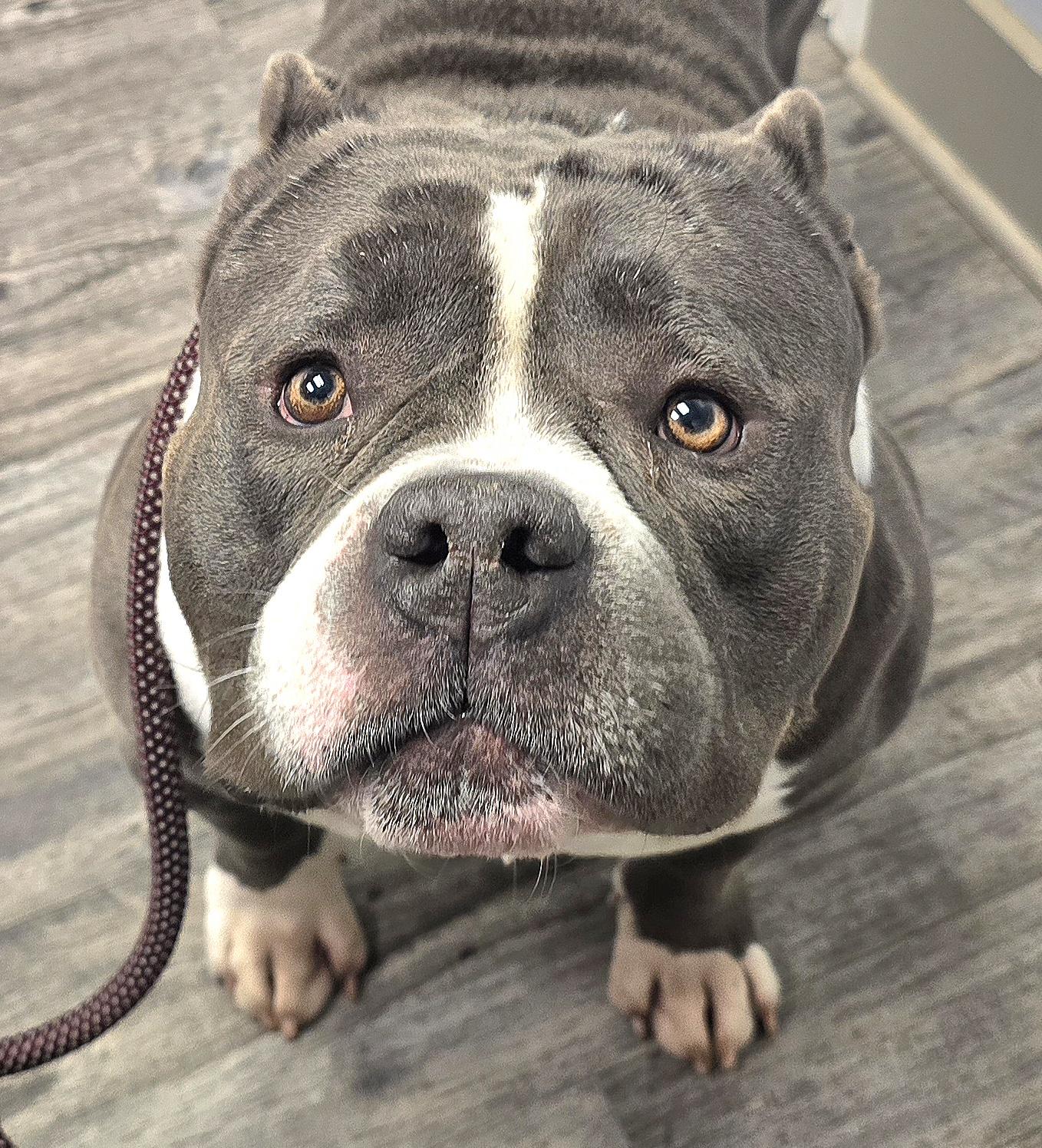 Bento Box , ADOPTABLE, Adult Male American Bully.