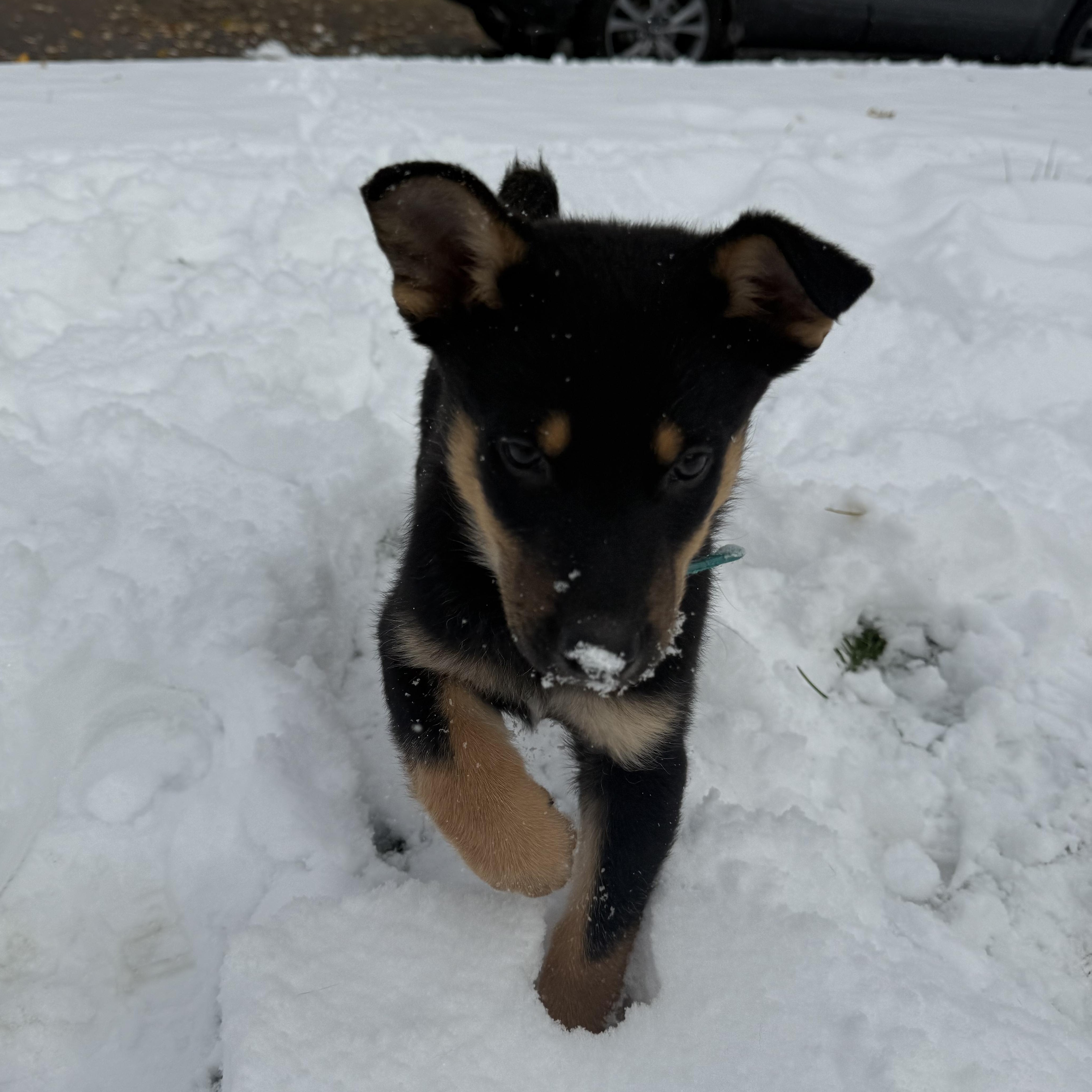 Boo, a Adoptable mixed breed in Mississauga , ON image 3/6